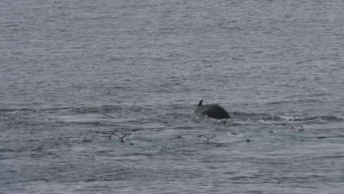 Humpback whales in Antarctica animated gif