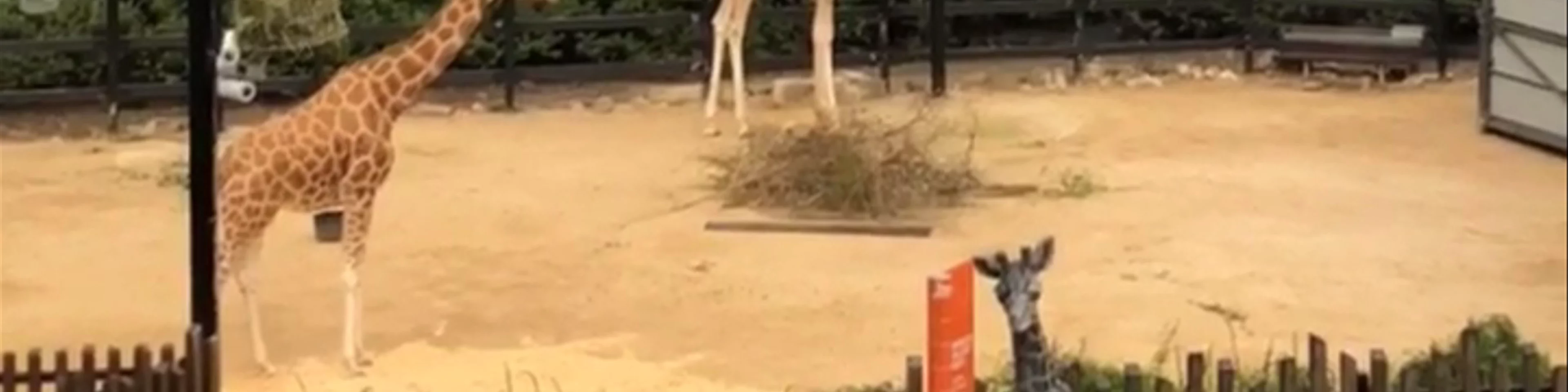 Taronga Zoo Sydney