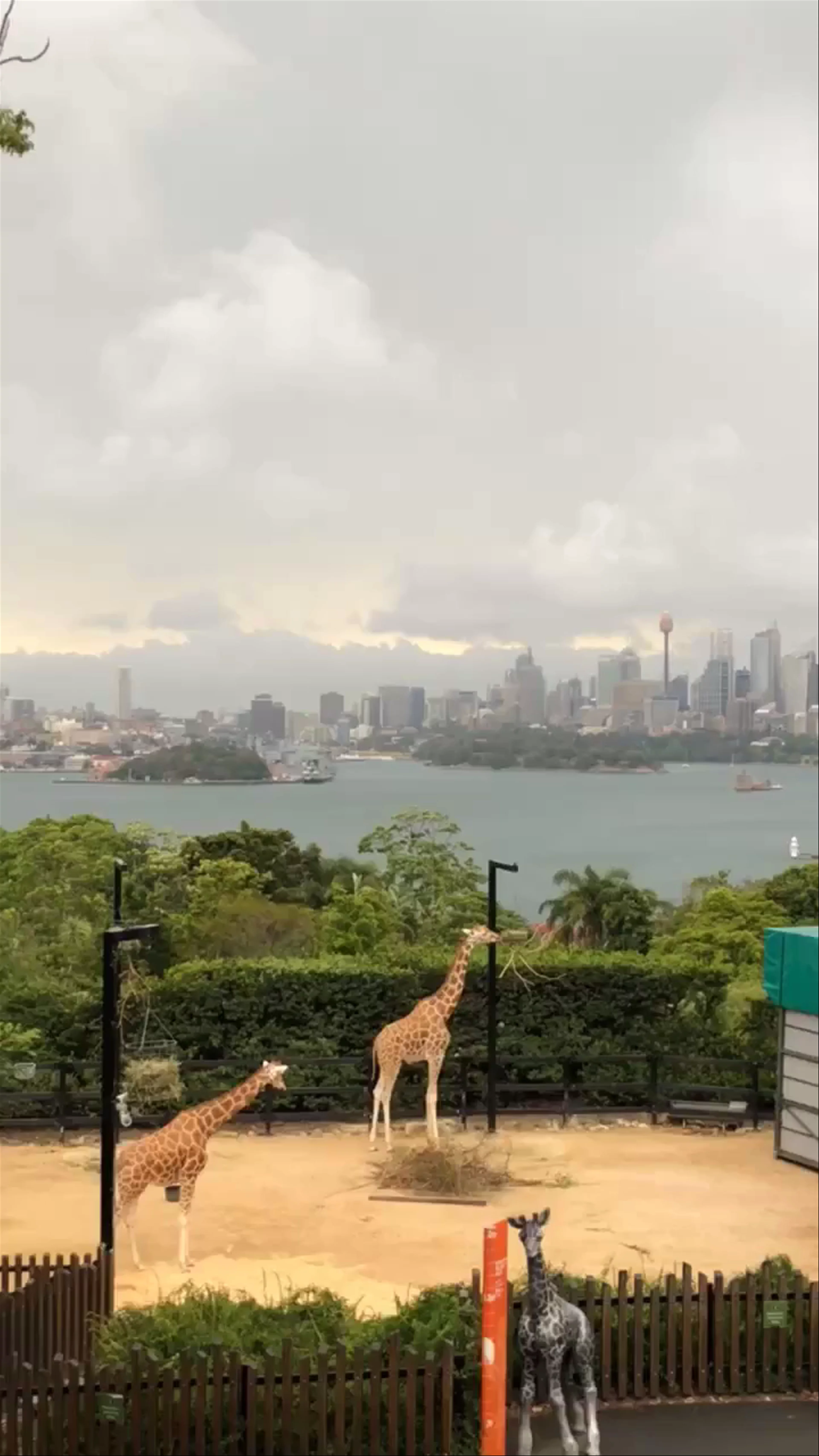 Taronga Zoo Sydney, Bradleys Head Road, Mosman NSW, Australia