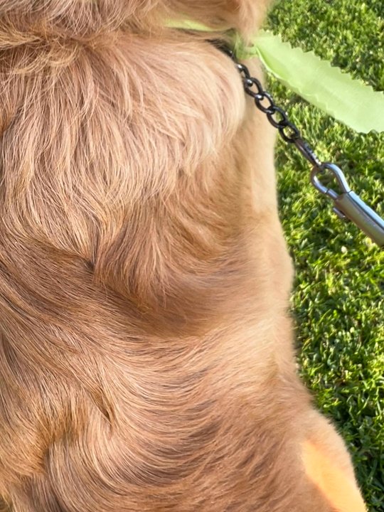 Ruby’s Pawrlor - Pet Groomers Near Me - Anaheim, California