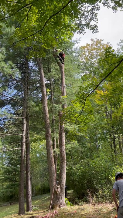 TreeScape - Tree Services Near Me - Sherburne, New York