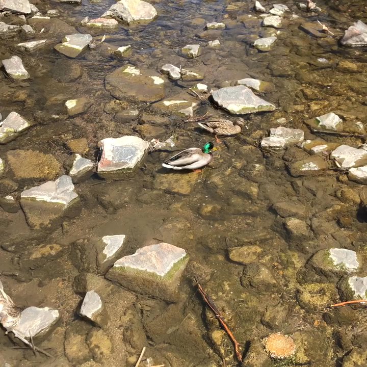 Rosamond Park - Ducks in the creek! - Parks Near Me - Denver, Colorado