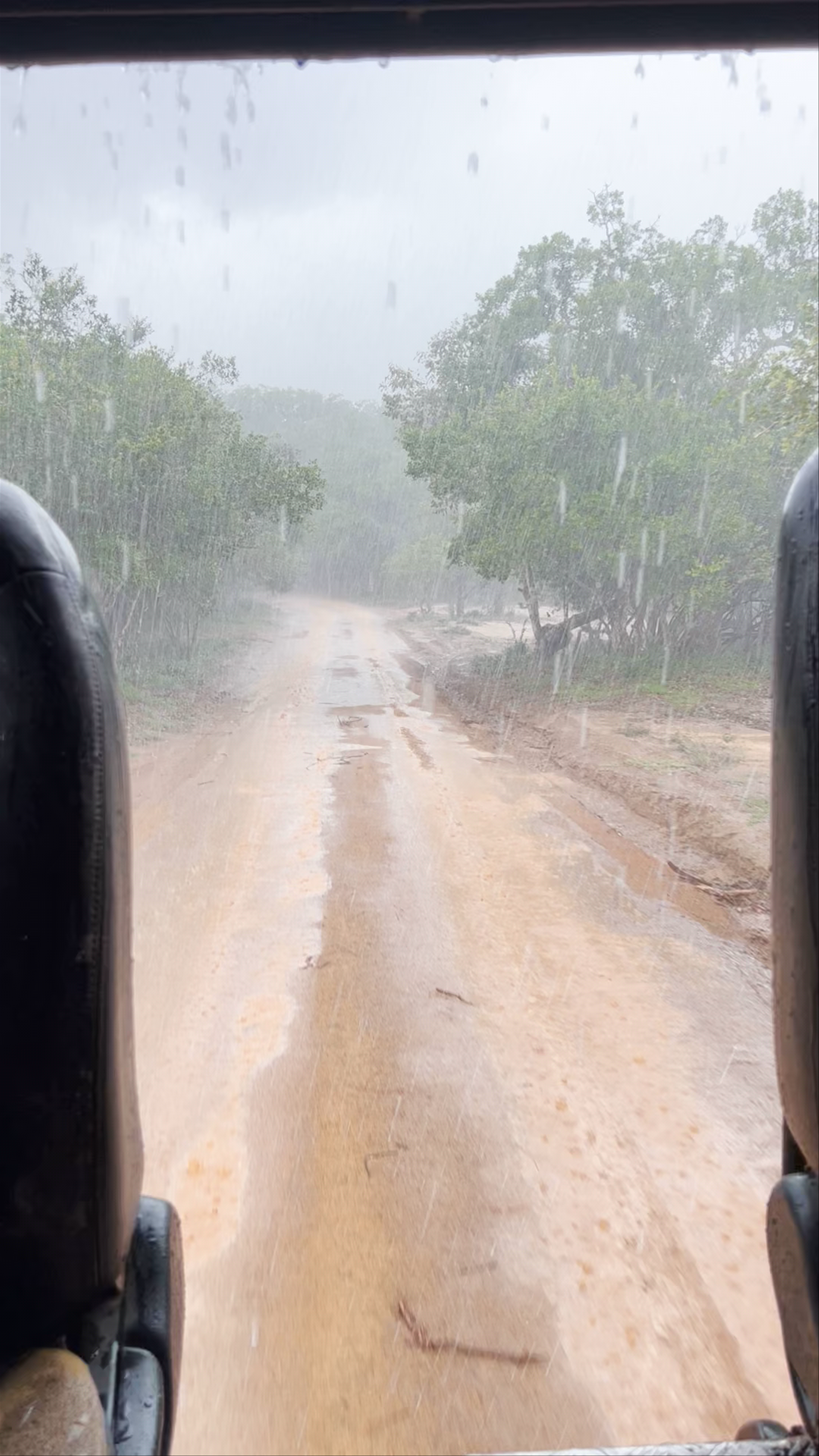 Rainy Safari Adventure Through Wilpattu National Park, Sri Lanka