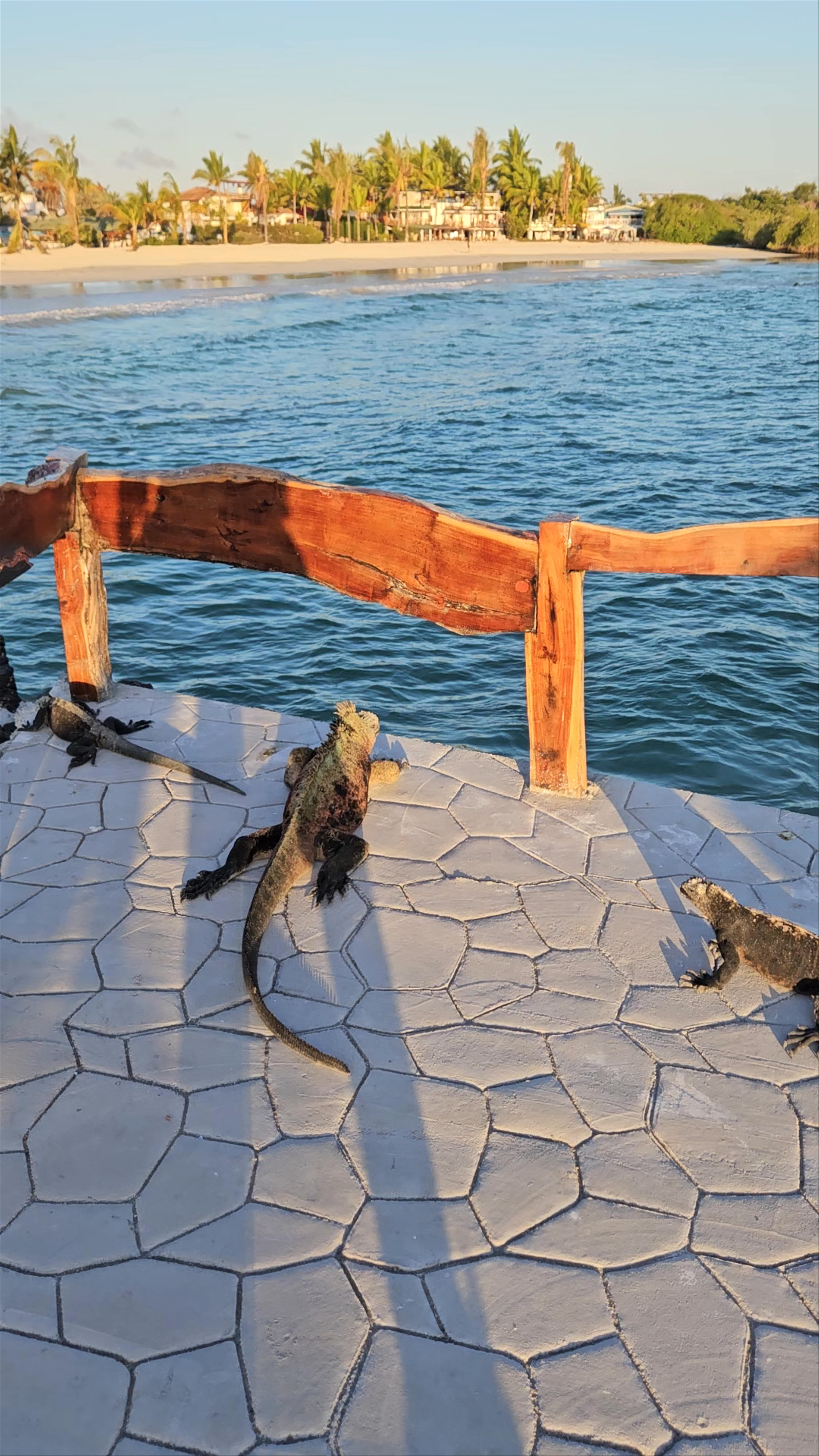 Malecón de Puerto Villamil: Iguanas at Sunset in Galápagos