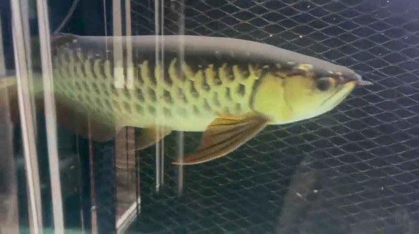 Goonch Catfish