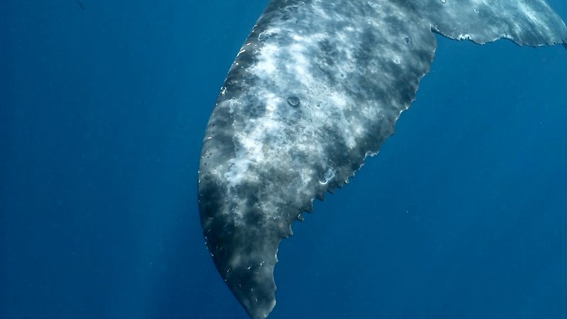 Humpback Whale Calf poster