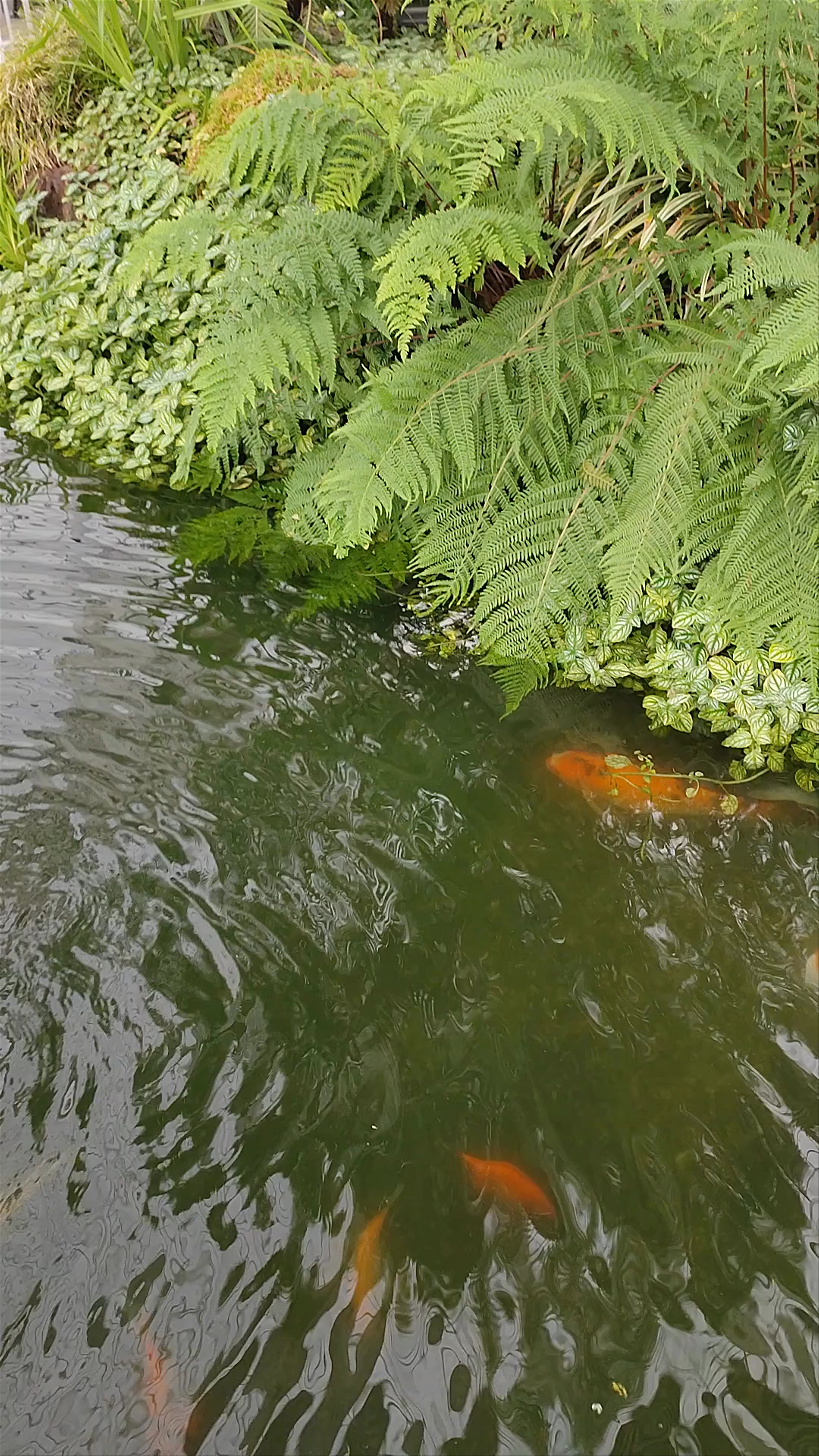 Tranquil Escape at Glasgow Botanic Gardens