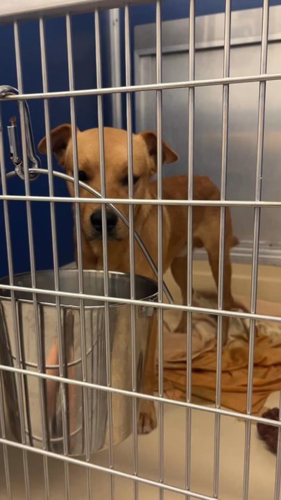 Miami Dade Animal Services - Animal Shelters Near Me - Doral, Florida