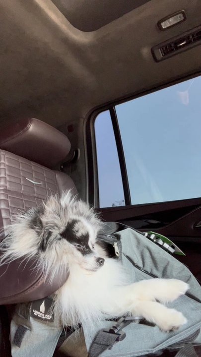 550 Group - My pup enjoying the ride! - Town Car Service Near Me - Dallas, Texas