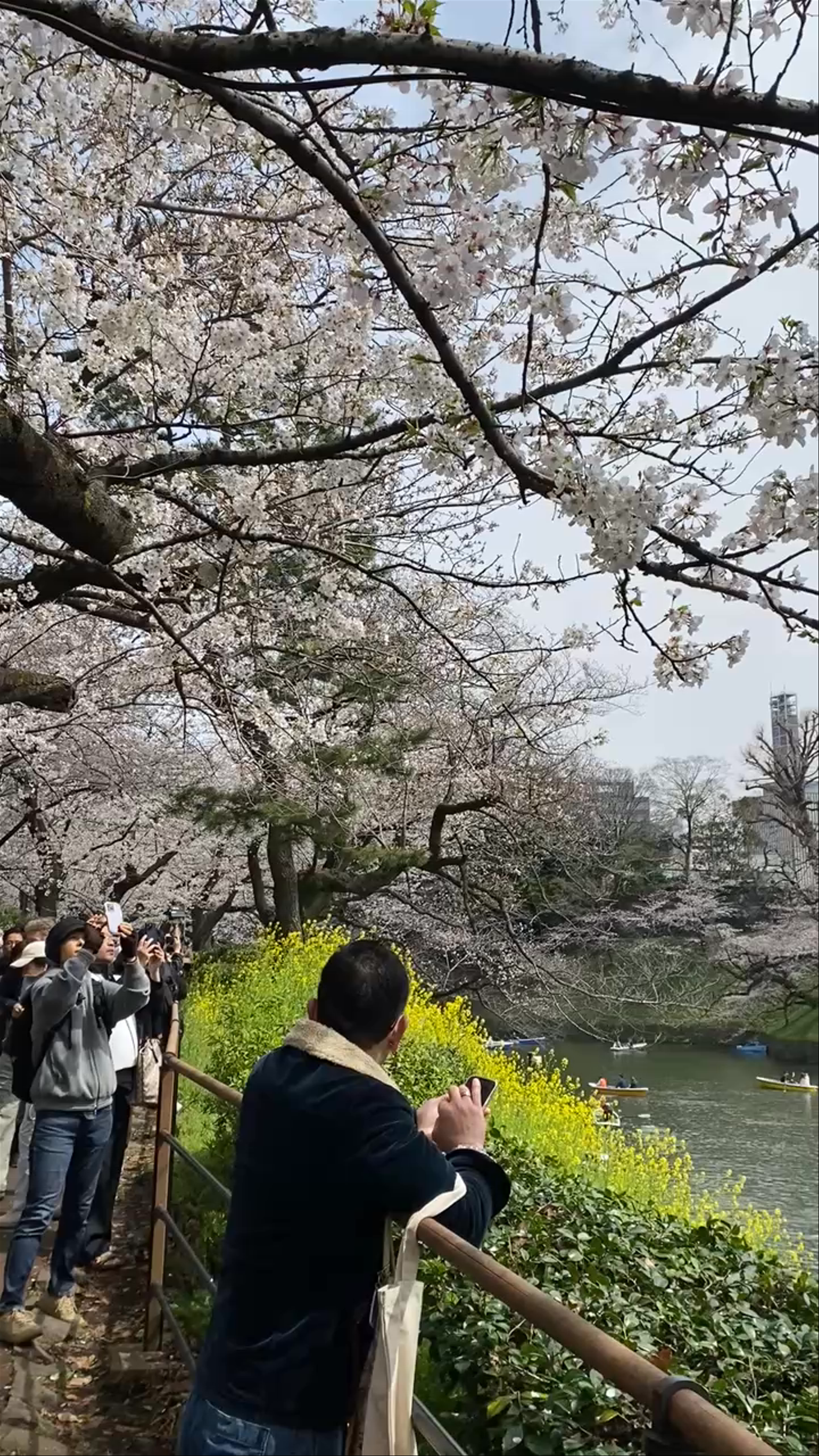 Springtime Serenity at Chidorigafuchi Boat Pier, Tokyo