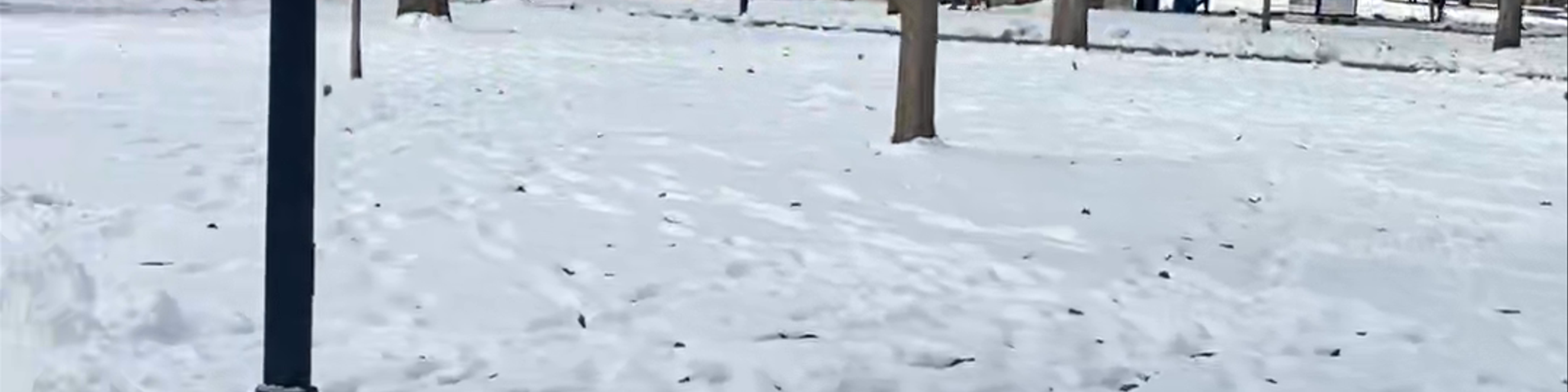 Ann Arbor
