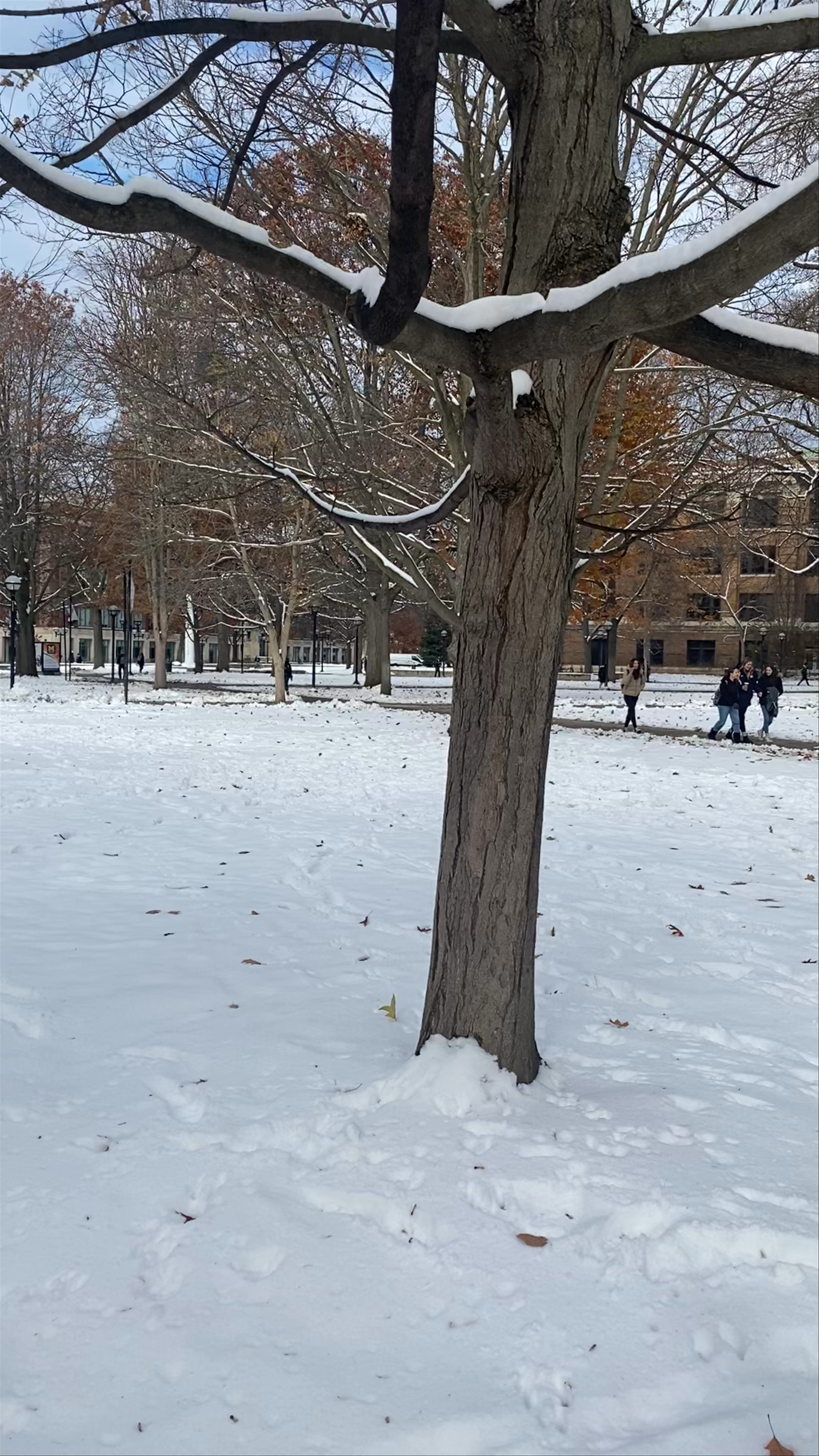Snow-Covered Serenity at The Diag, Ann Arbor