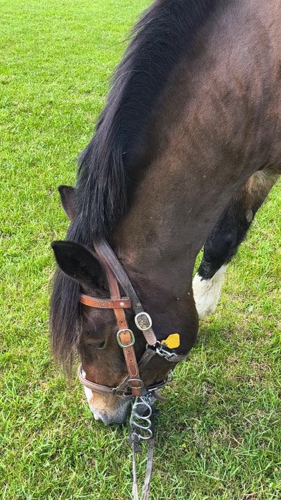 Tower Hill Stables - Daisy is a sweet girl! - Horse Boarding Near Me - Hampshire, Illinois