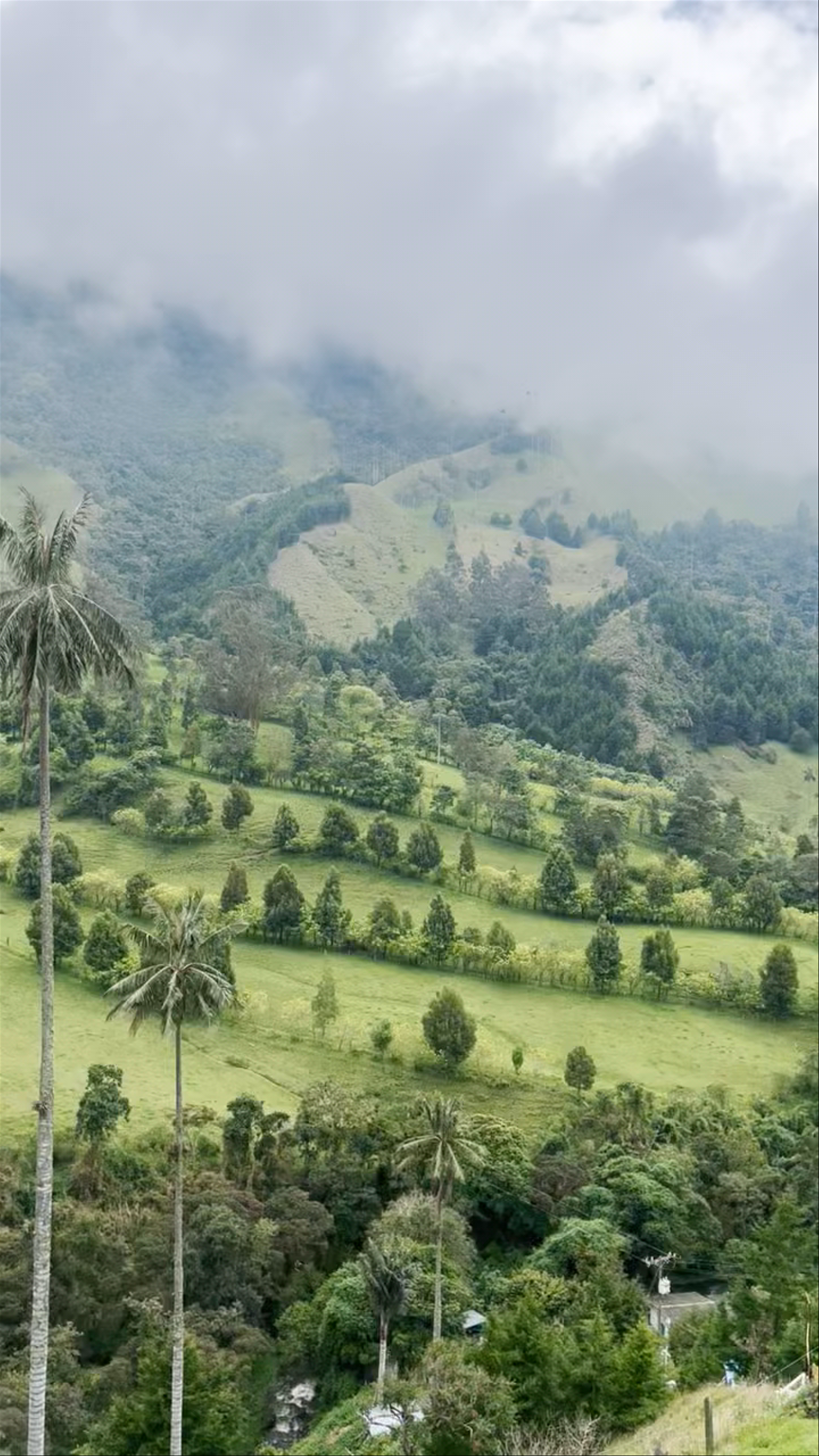 valle del cocora- paraiso