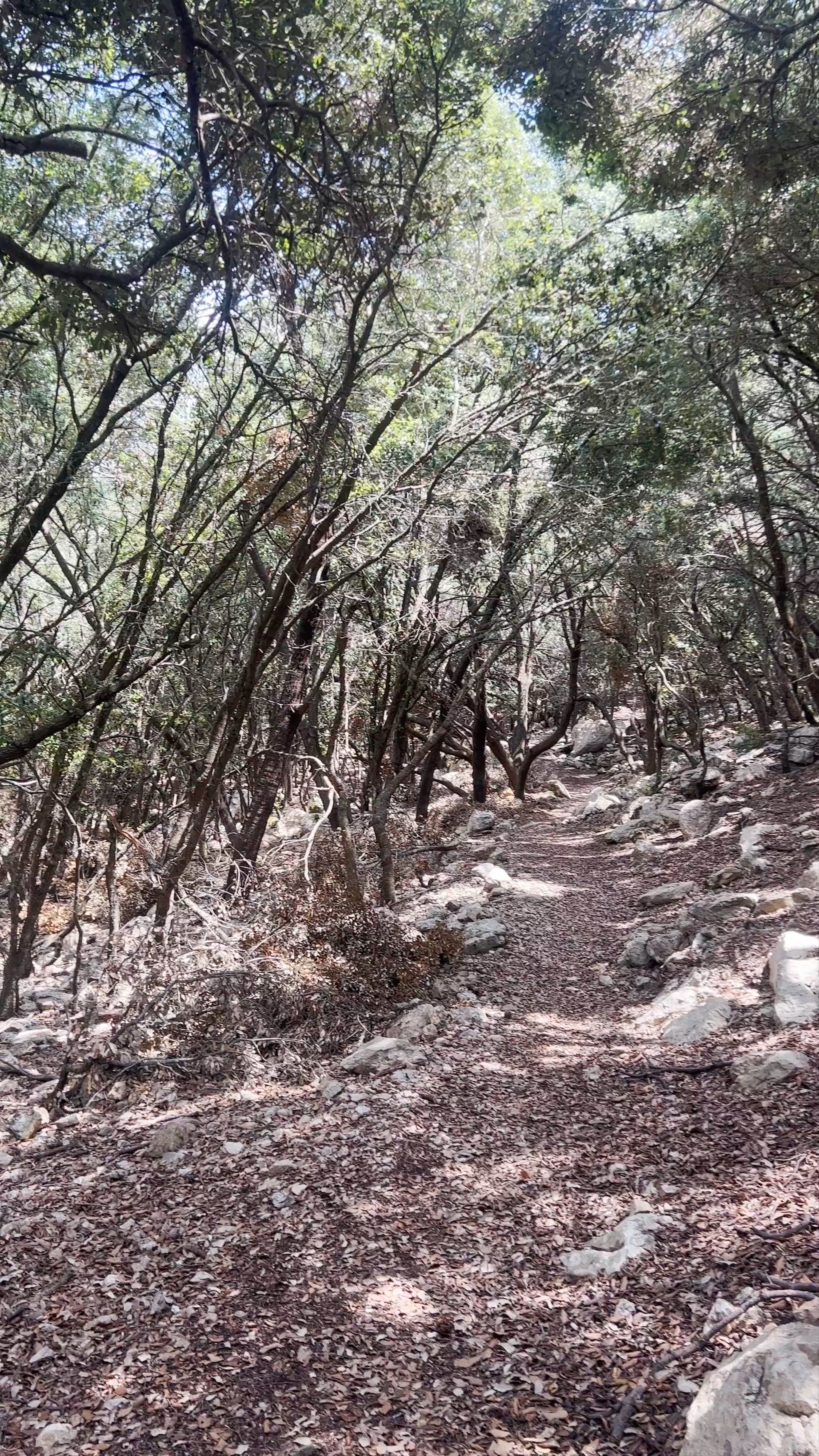 Enchanted Forest Trail at Puig de Galatzó, Spain