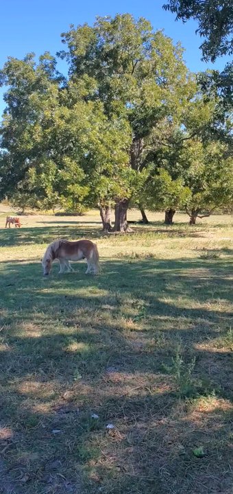 Reeves family farm - Grocery Near Me - Princeton, Texas