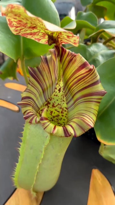 Carnivero - Nurseries & Gardening Near Me - Austin, Texas