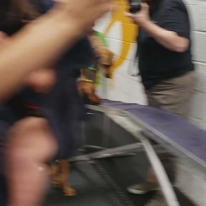 Frolick Dogs - Party guests trying out the equipment - Pet Sitting Near Me - Alexandria, Virginia