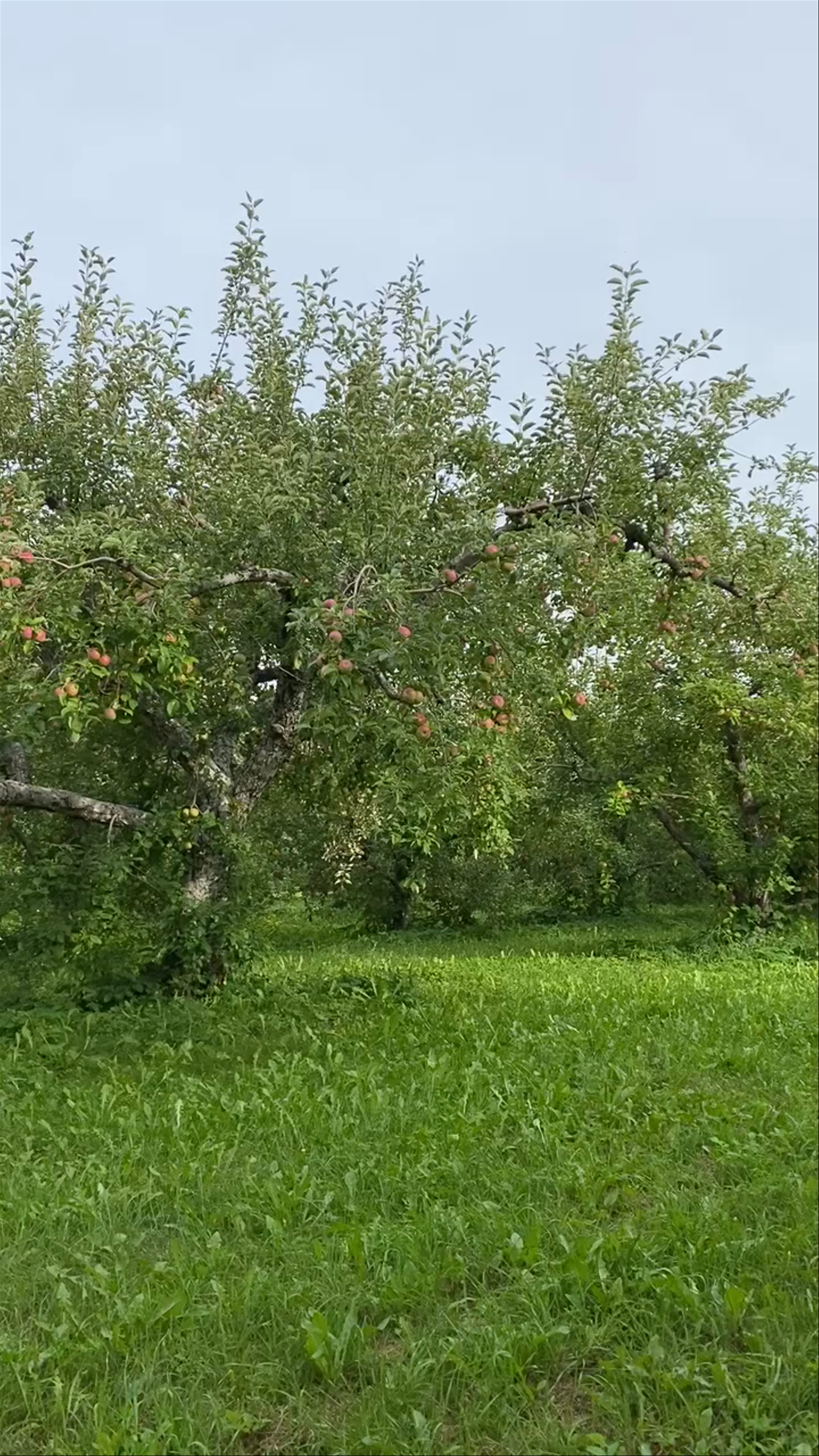 The Apple Farm