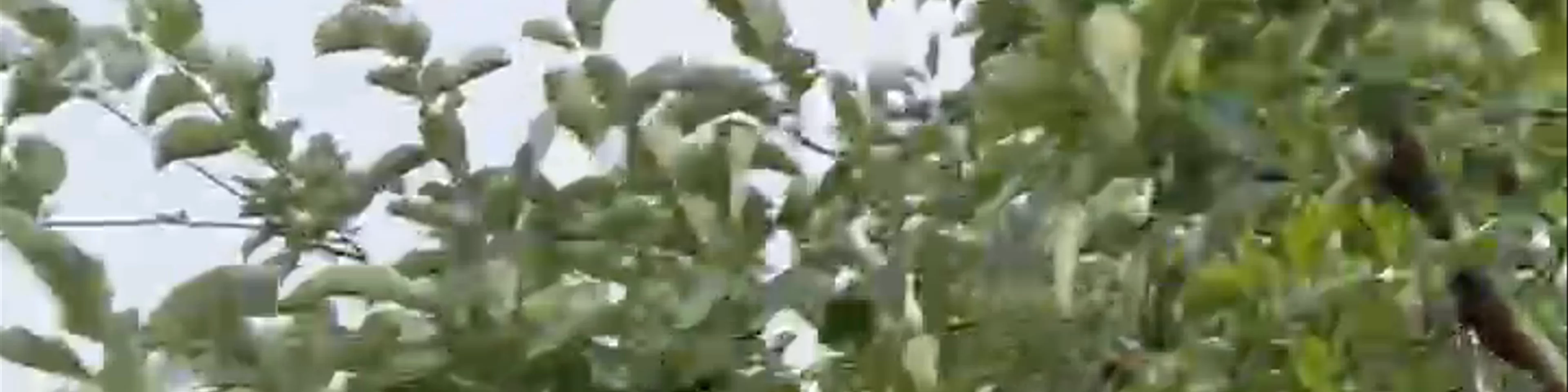 The Apple Farm