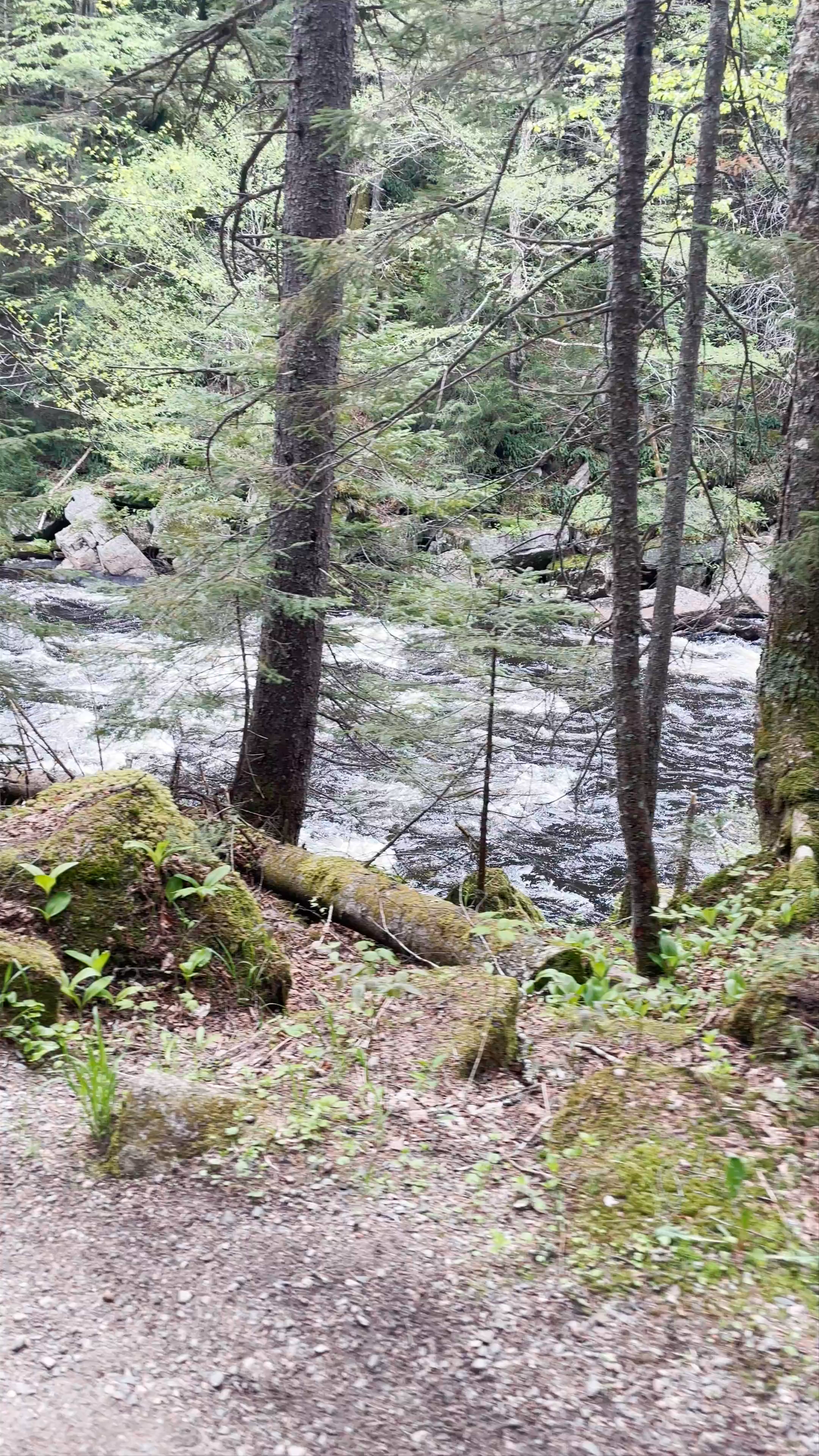 La chute d'eau du Diable - Enchanting Forest Riverwalk in Mont-Tremblant, Québec