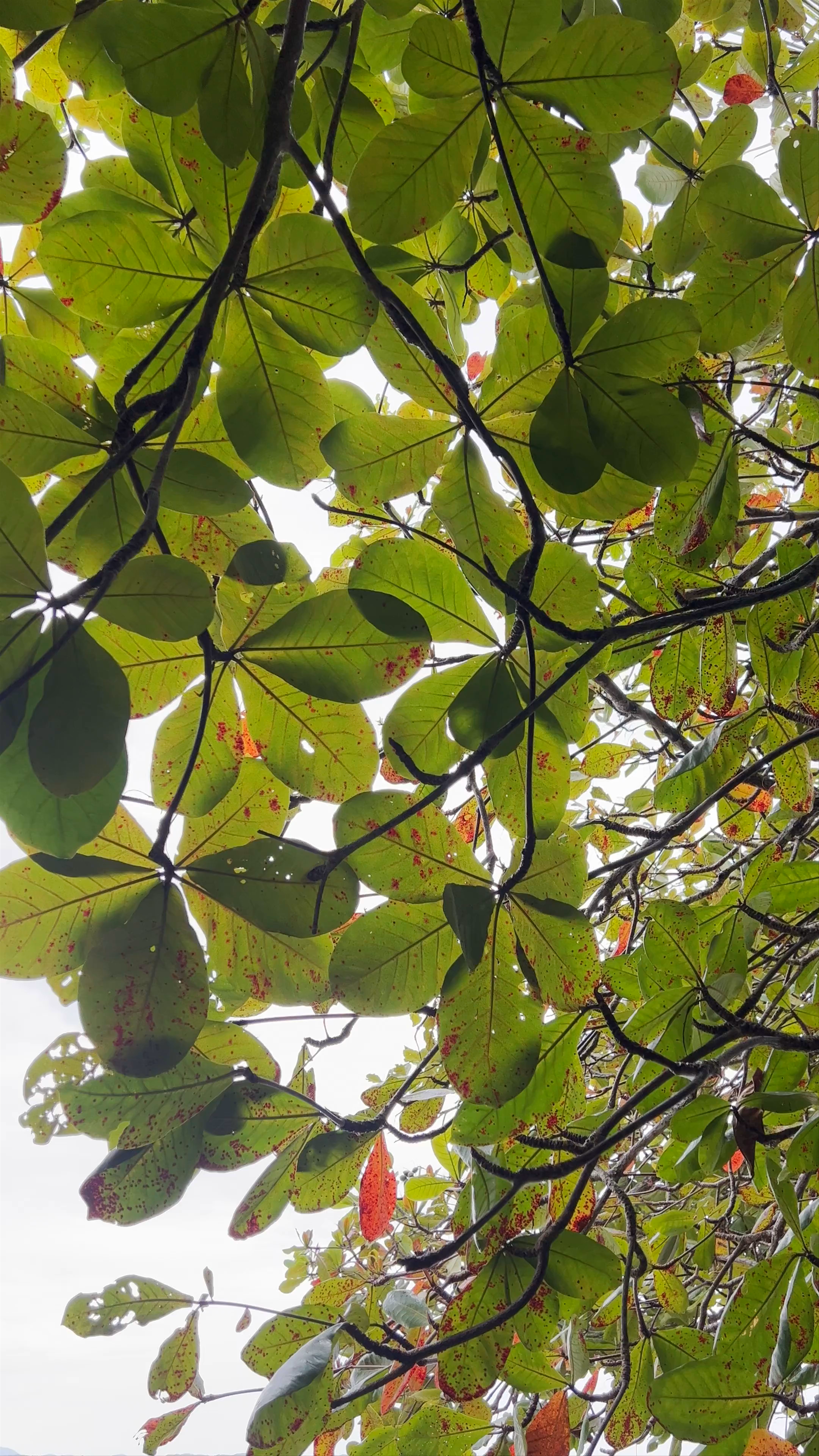Cahuita National Park: Nature's Untamed Coastal Beauty in Costa Rica