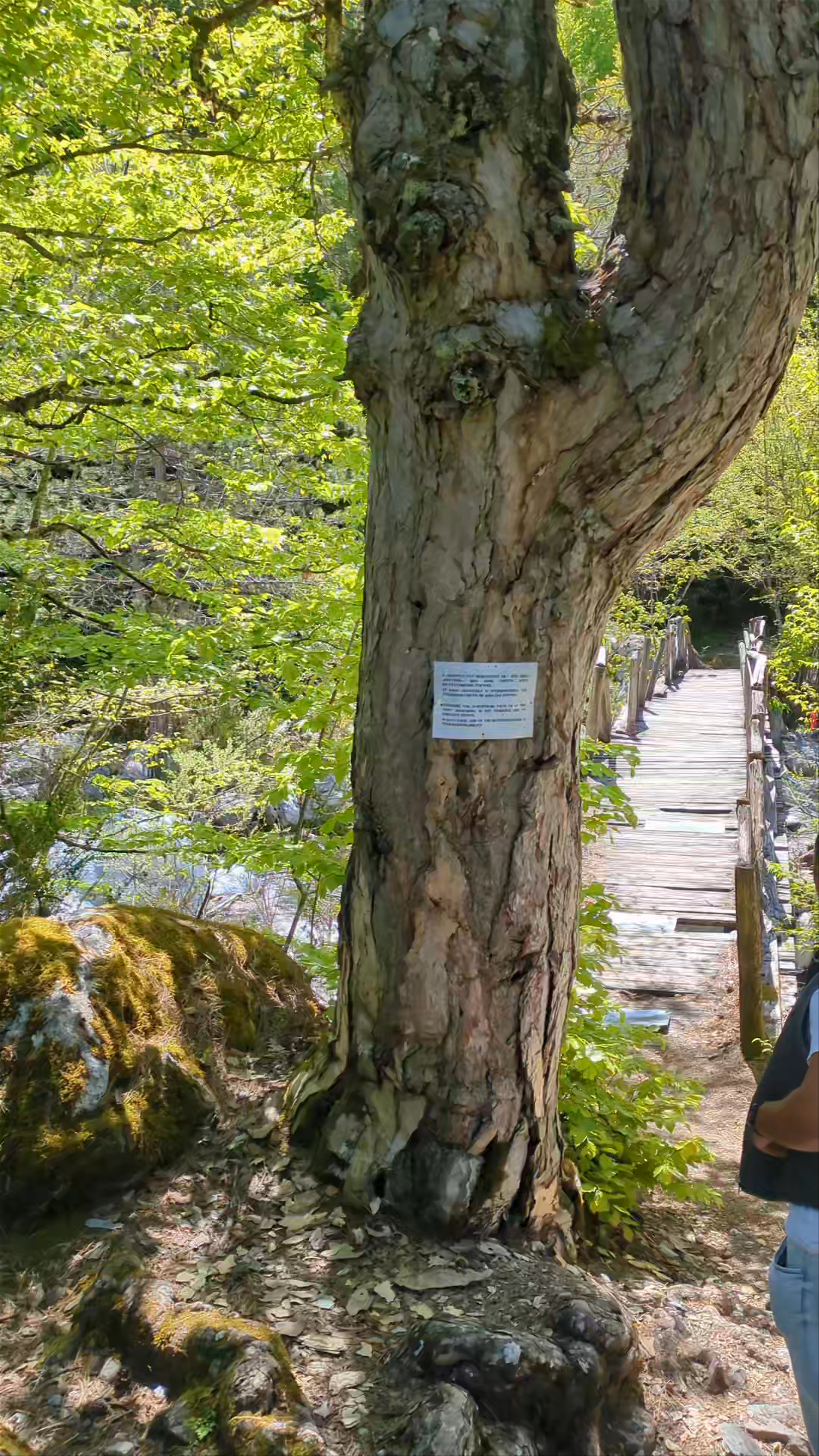 Puente de San Dionisio: Serene Woodland Bridge in Litochoro, Greece