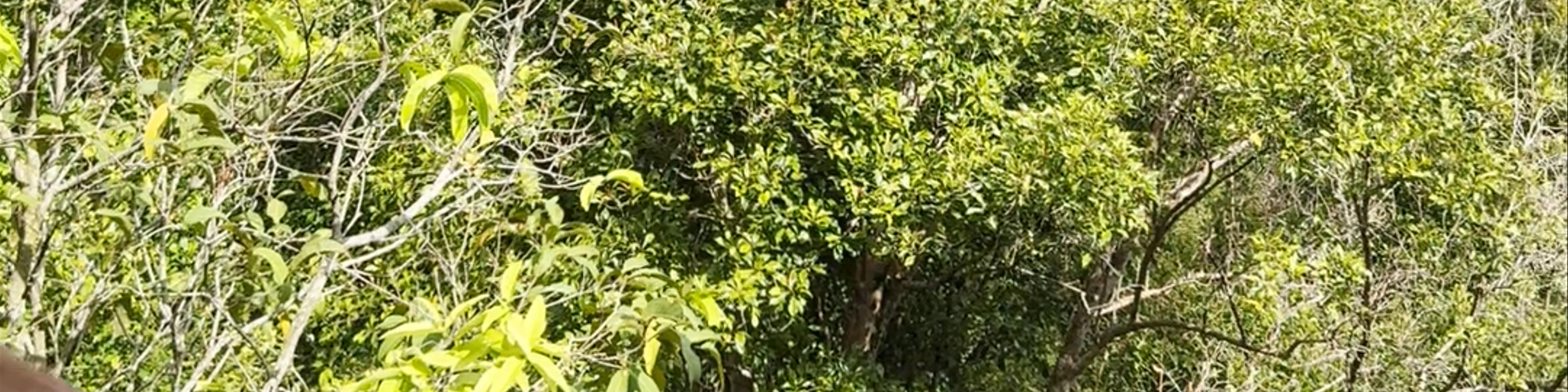 Éco Café 2 (Natural Kopi Luwak Munduk)