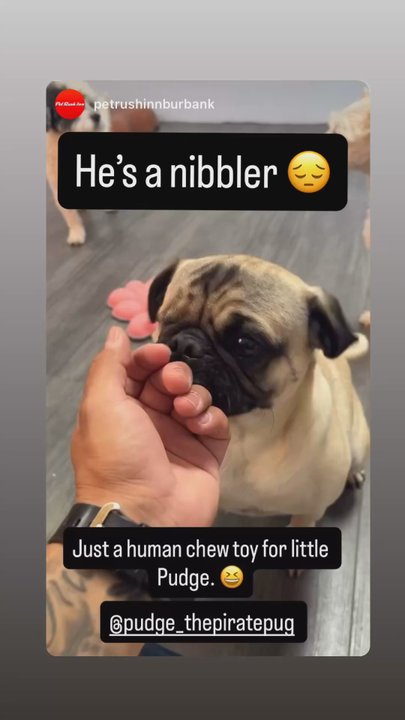 Pet Rush Inn - I love seeing how much fun he has in their insta! - Pet Sitting Near Me - Burbank, California