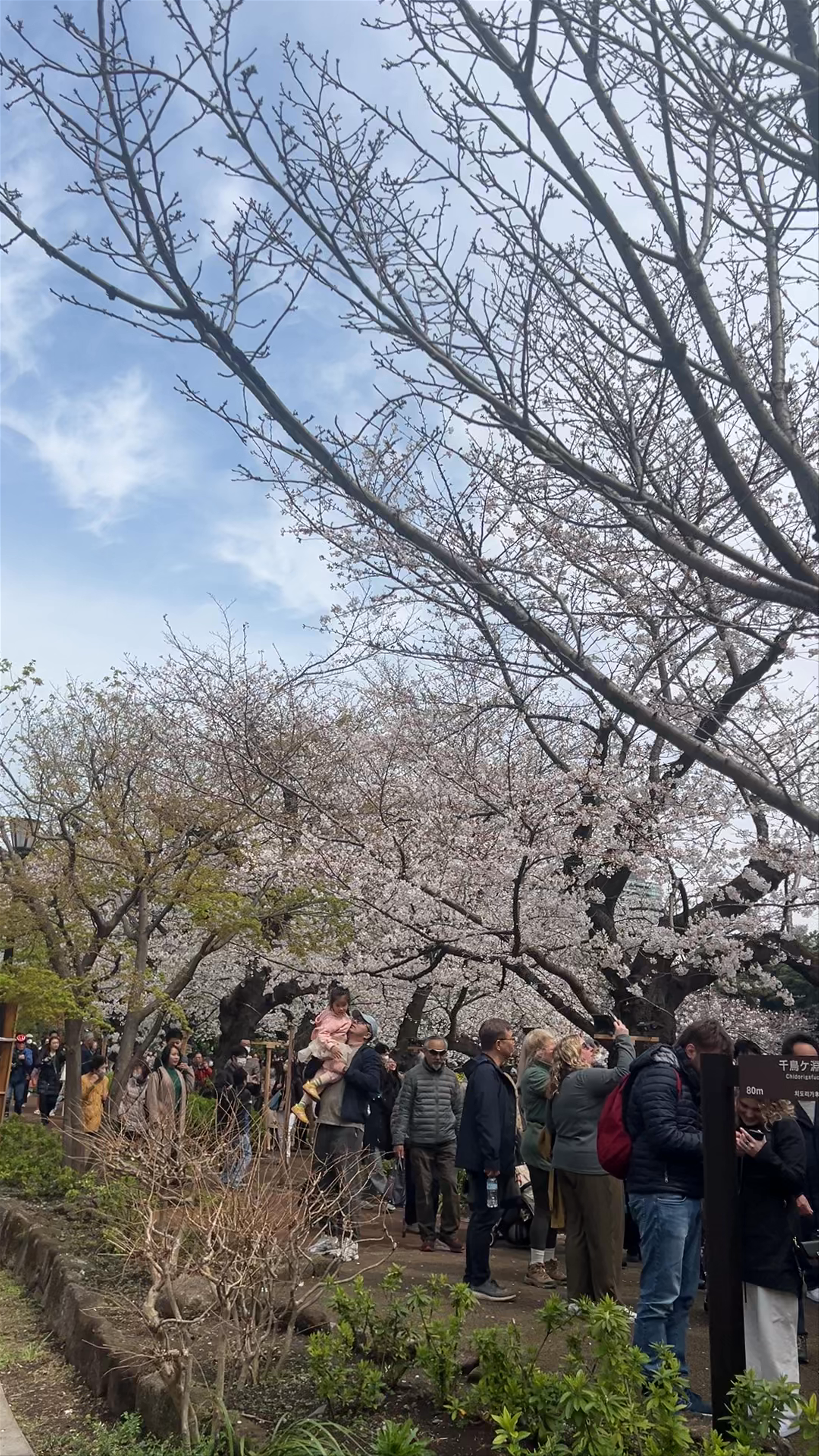 Cherry Blossom Viewing at Chidorigafuchi Green Way in Tokyo
