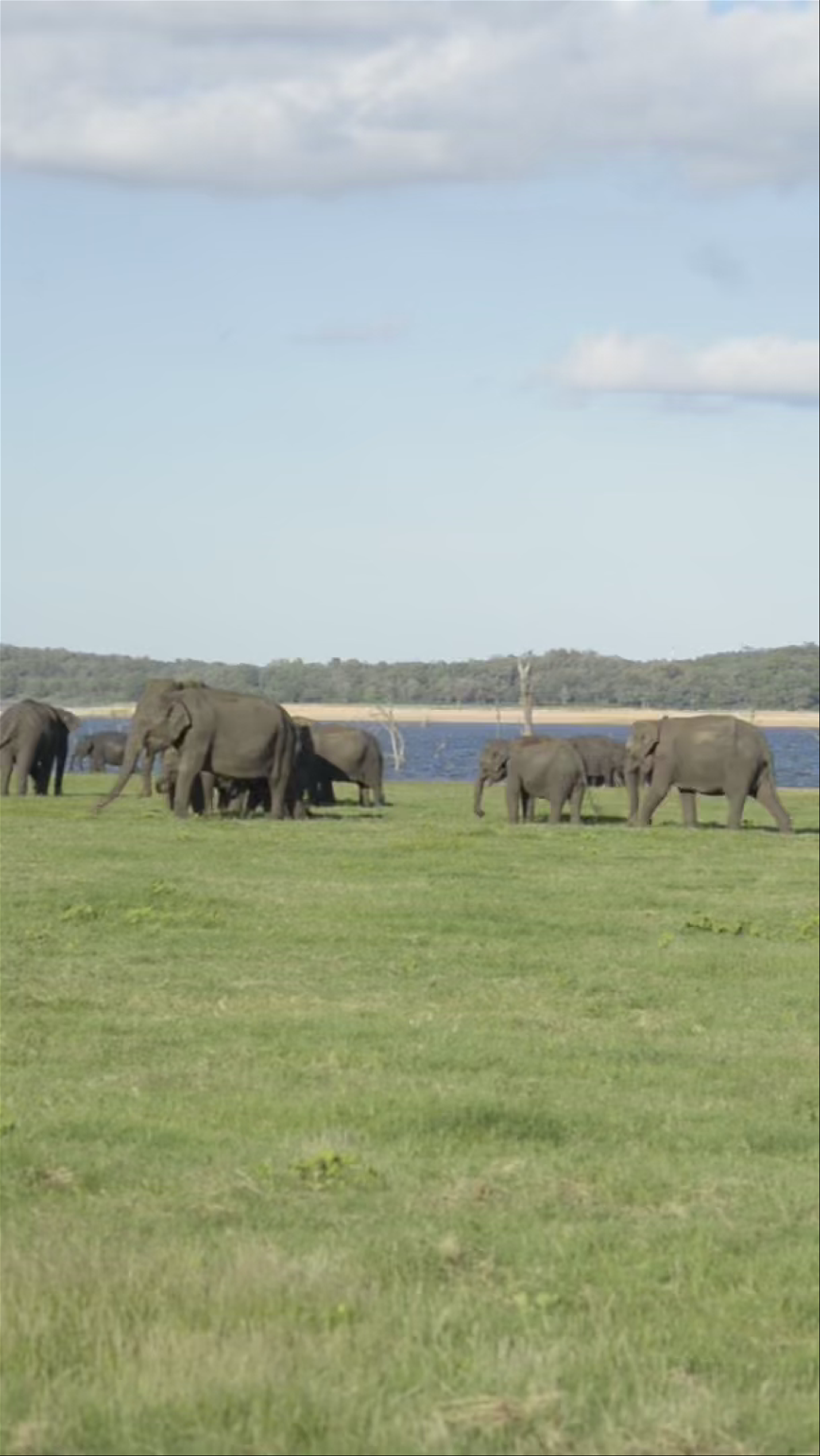 Kaudulla National Park SAFARI