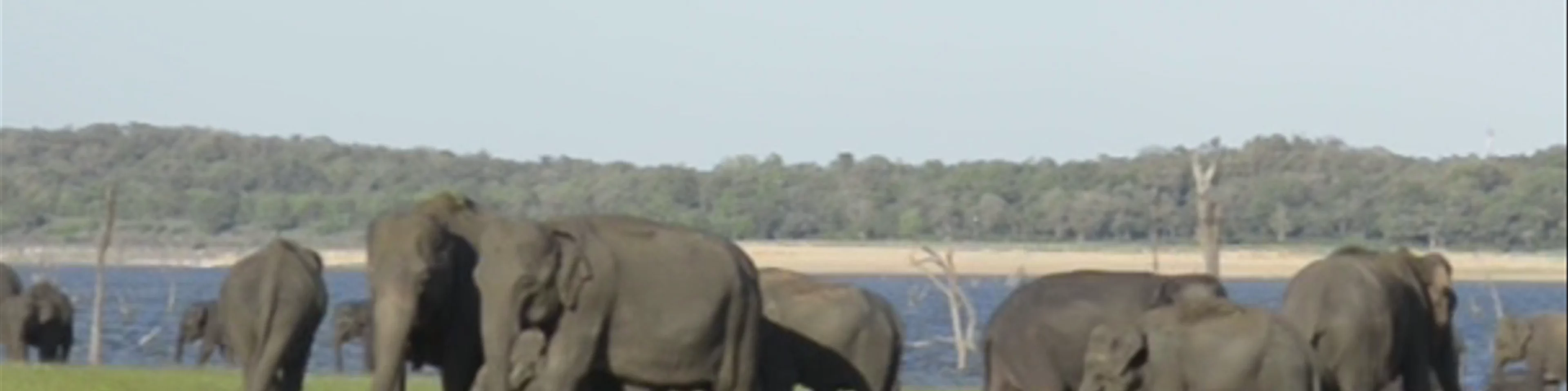 Kaudulla National Park SAFARI