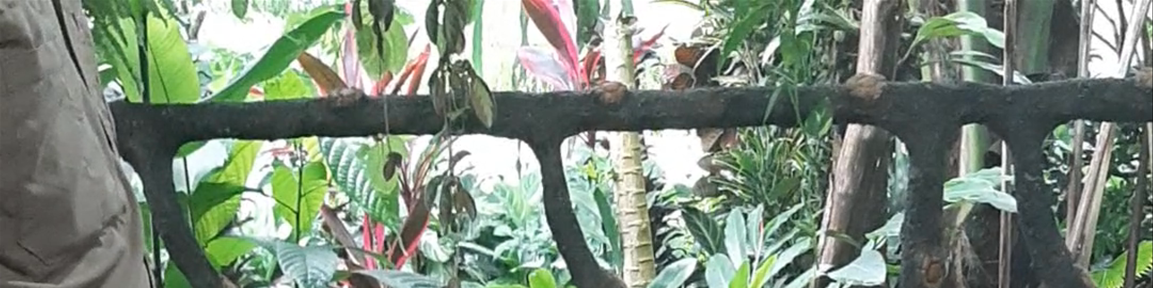 La Fortuna