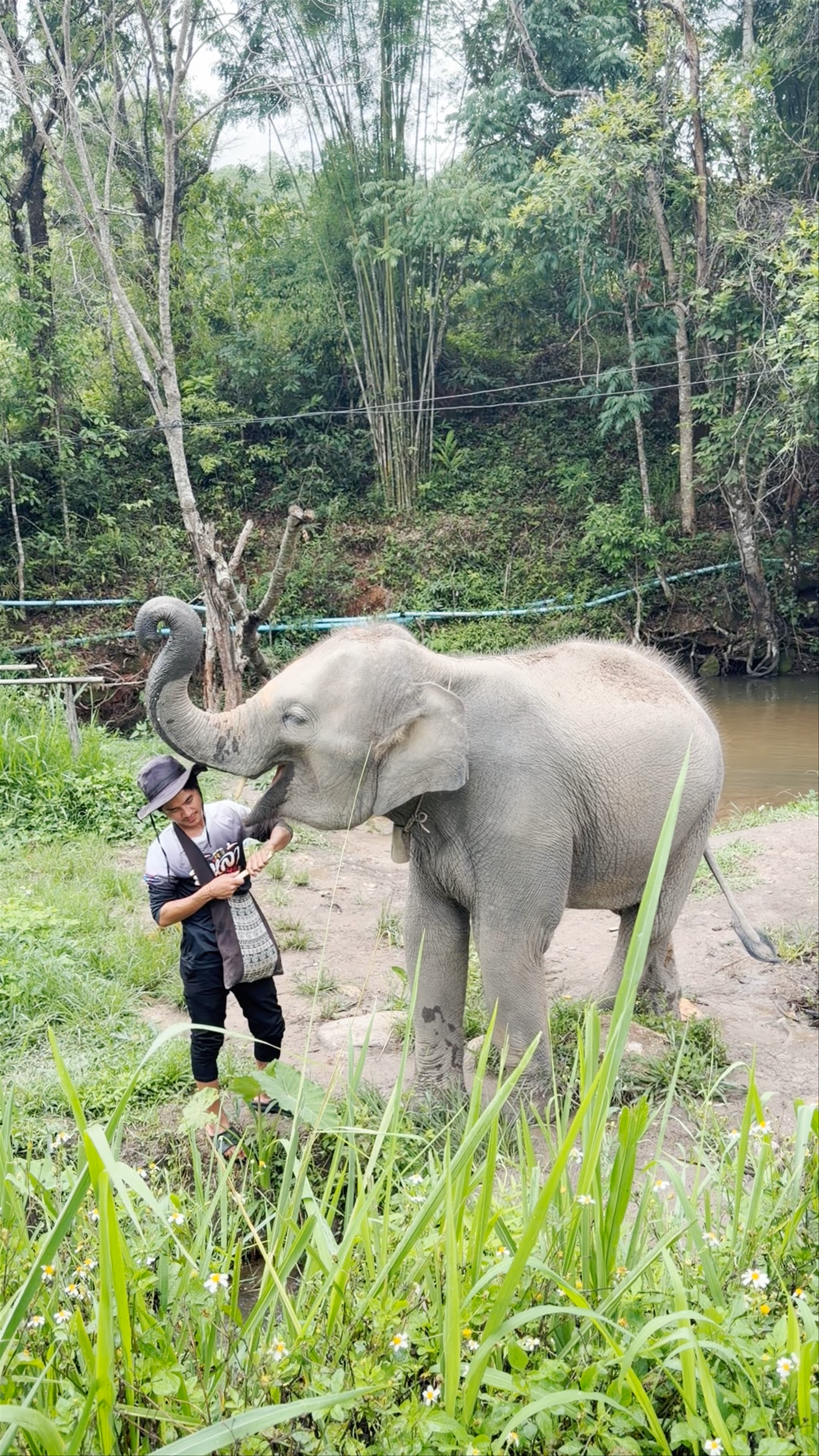 LIVING GREEN ELEPHANT SANCTUARY(BANGKOK&PATTAYA)
