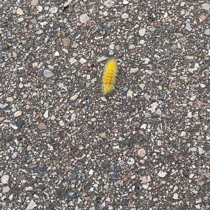Macomb Corners Park - I've never seen a bright yellow caterpillar. - Playgrounds Near Me - Macomb, Michigan