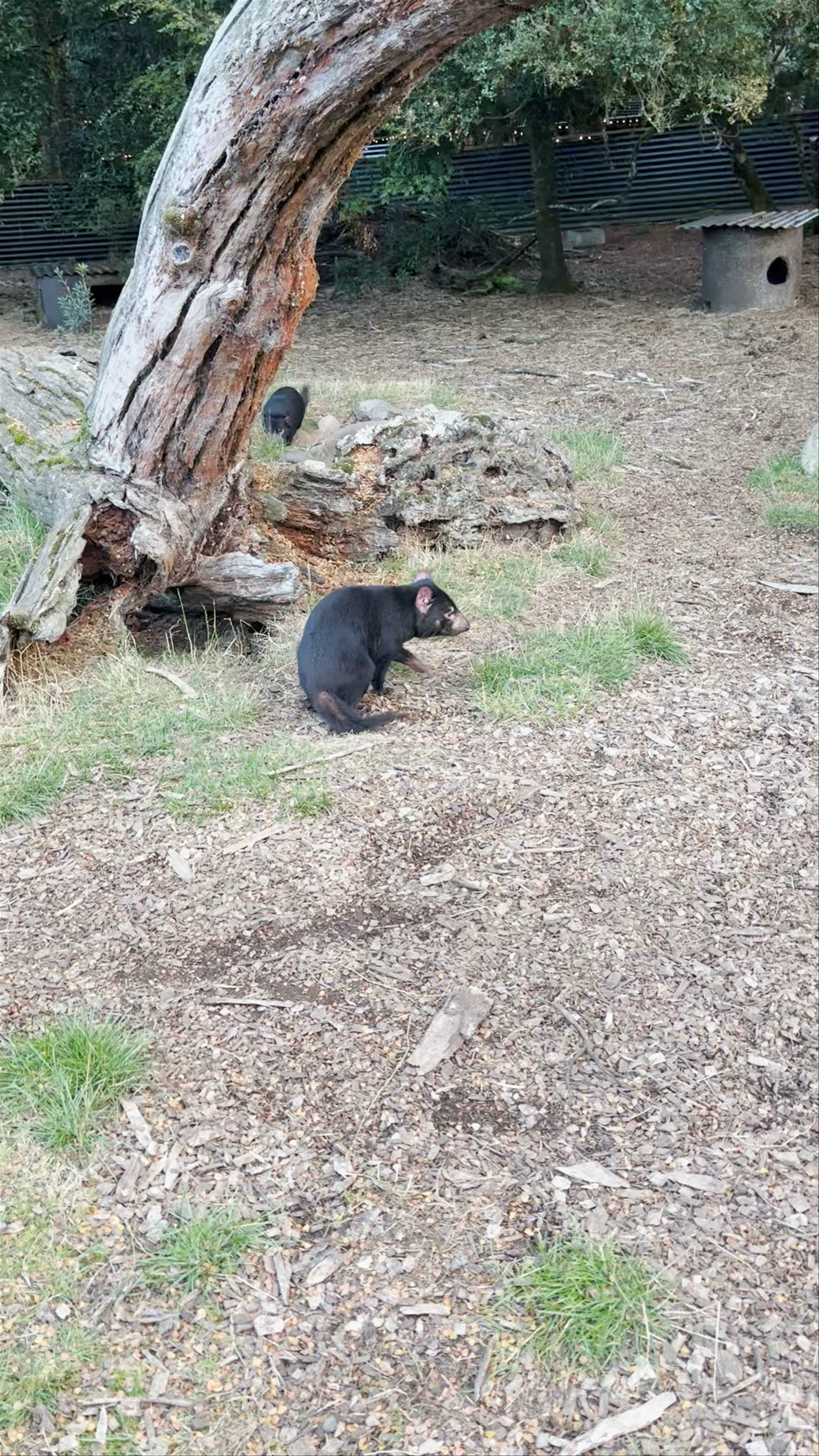Tasmanian Devils Close-Up at Devils@Cradle, Cradle Mountain