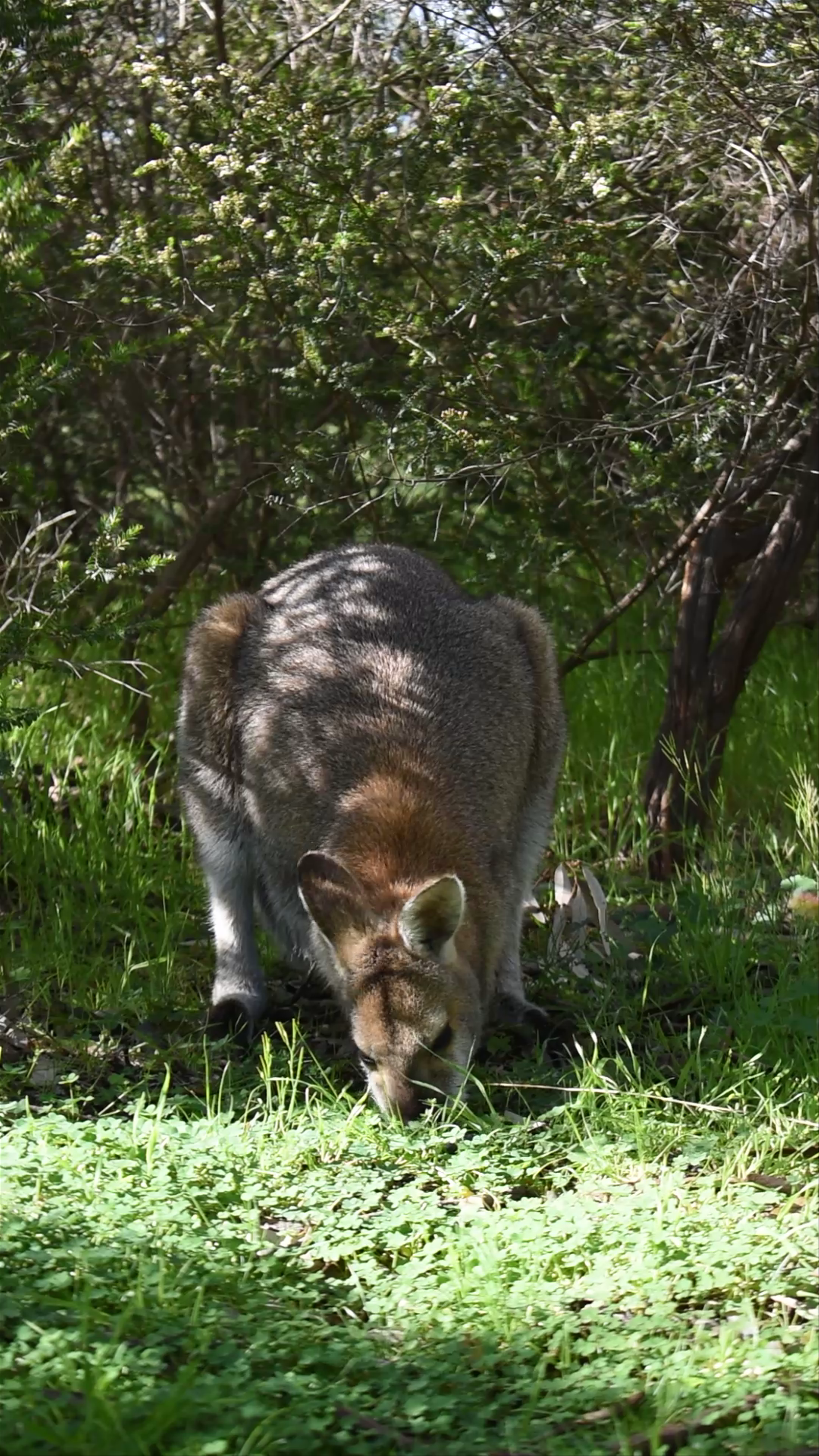 Wild Kangaroo Grazing in Lush Bushland at Halls Gap, Victoria