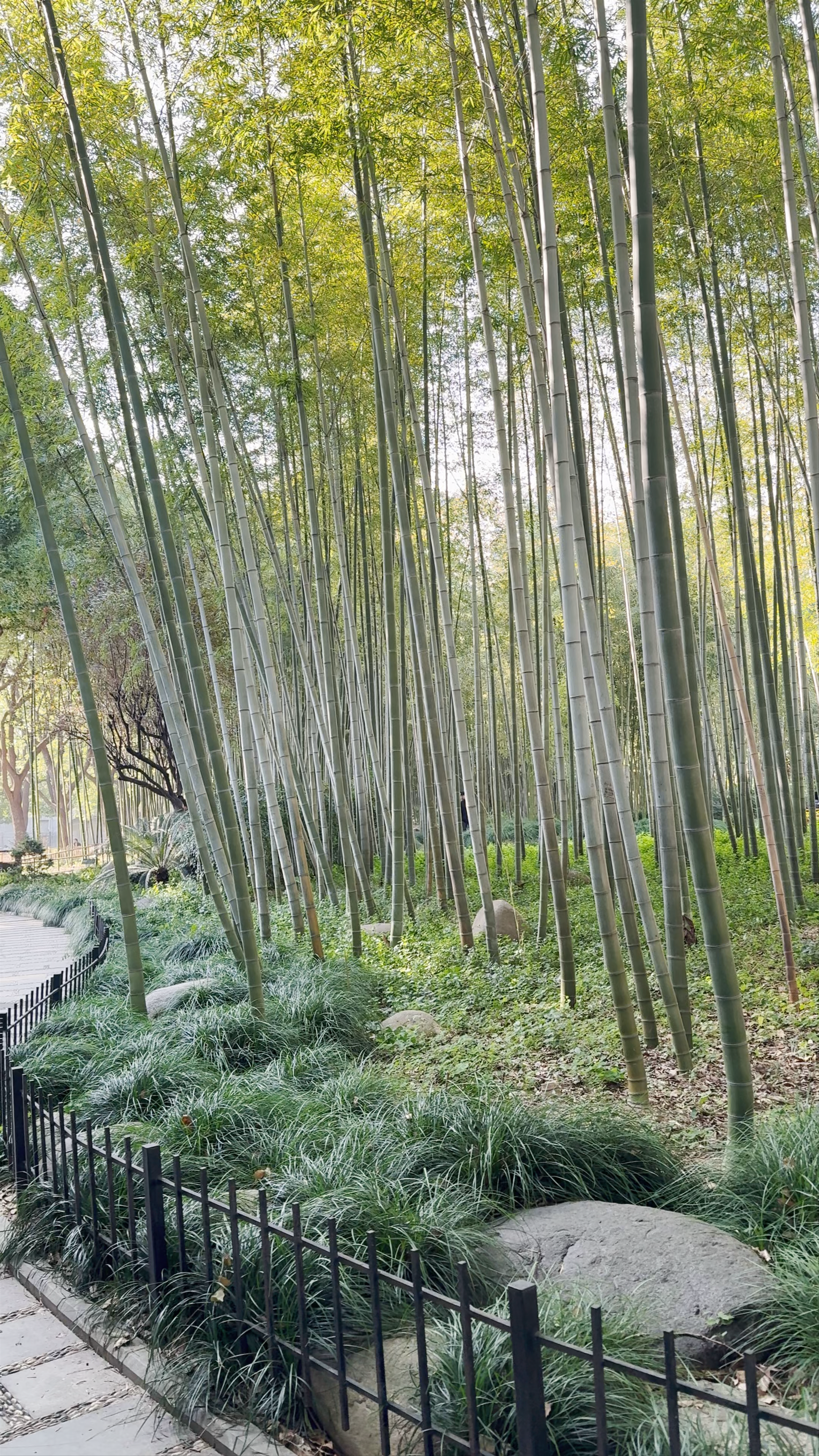 Discovering Serenity in Gucheng Park's Bamboo Grove, Shanghai