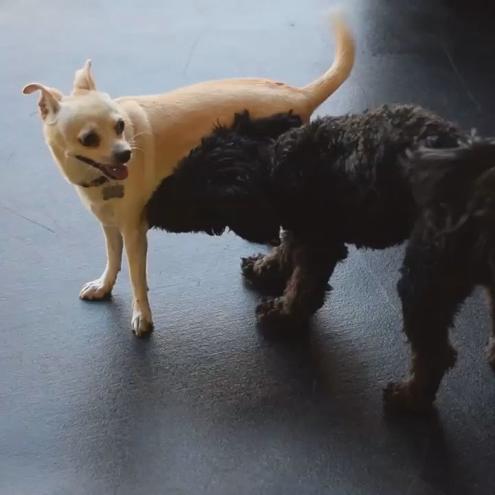 The Hounds Club - Pet Sitting Near Me - Glendale, California
