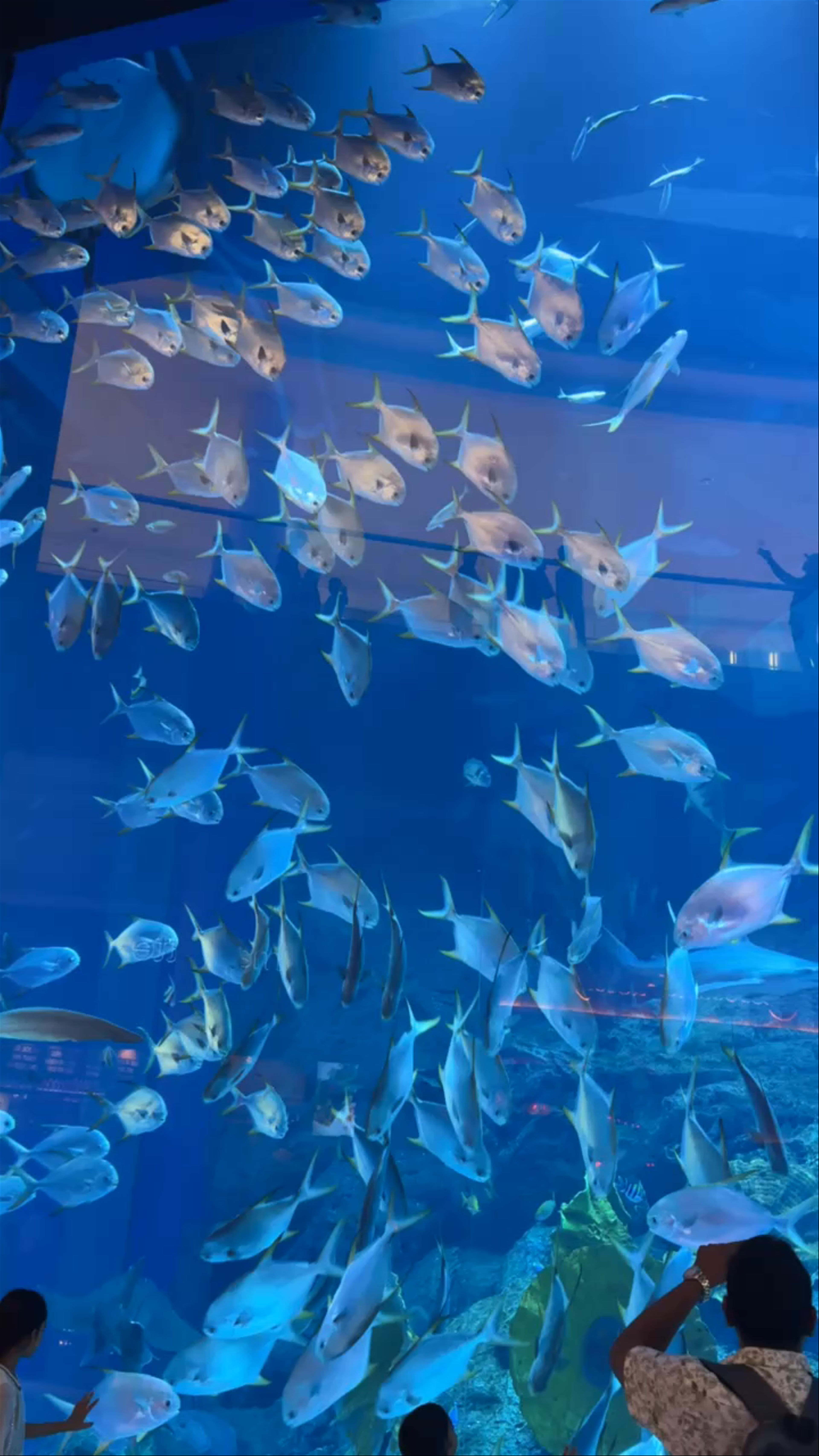 Dubai mall aquarium - Dubai Mall service road - Dubai - United Arab Emirates