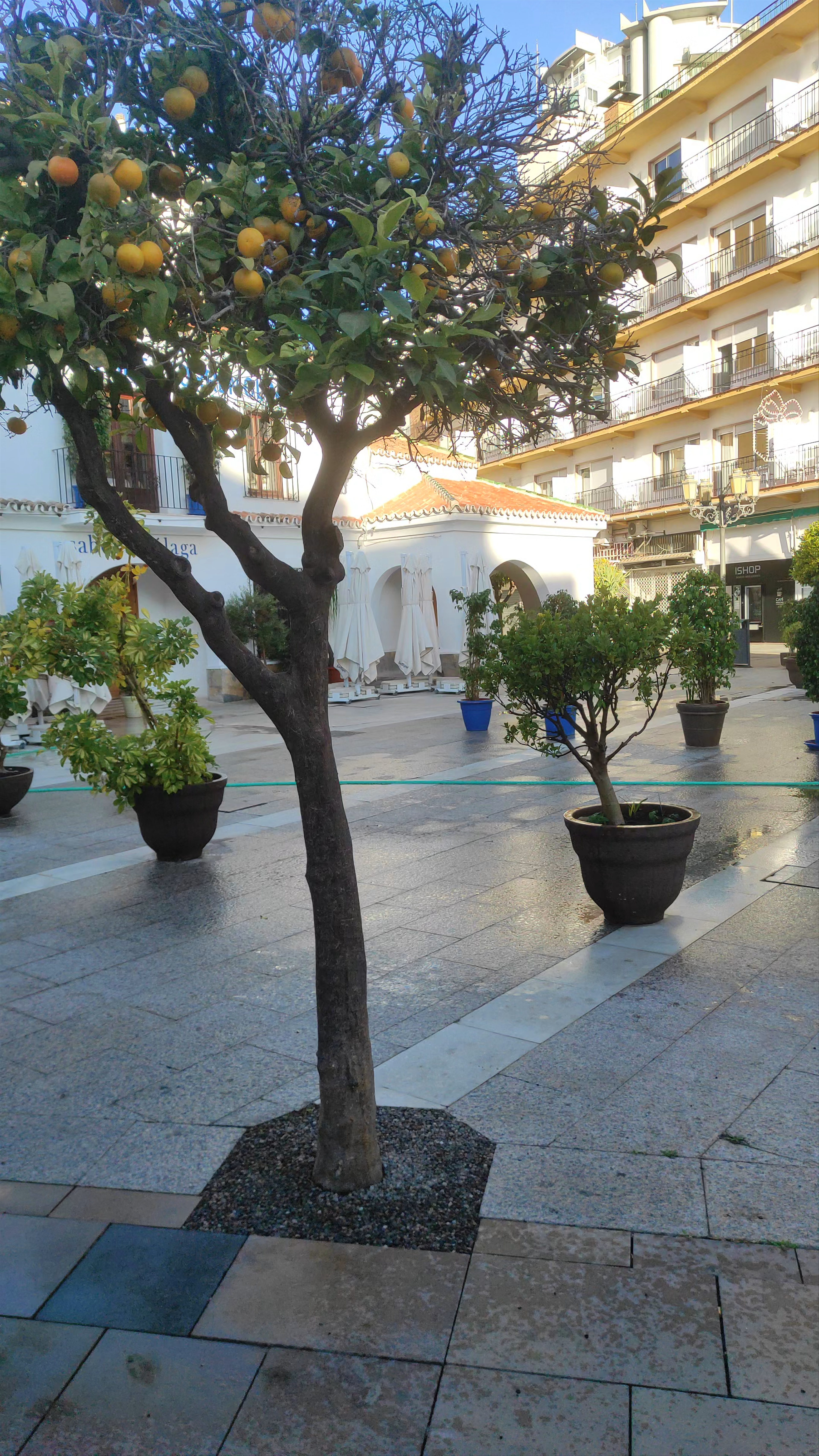 Morning Calm at Plaza de la Independencia, Torremolinos