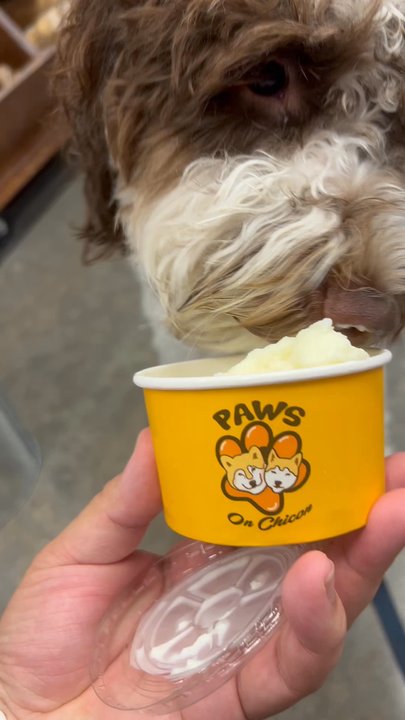 Paws on Chicon - Doggy soft serve - Pet Stores Near Me - Austin, Texas