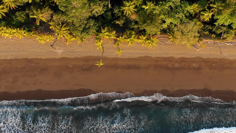 Palm Trees on a Beach in Costa Rica poster