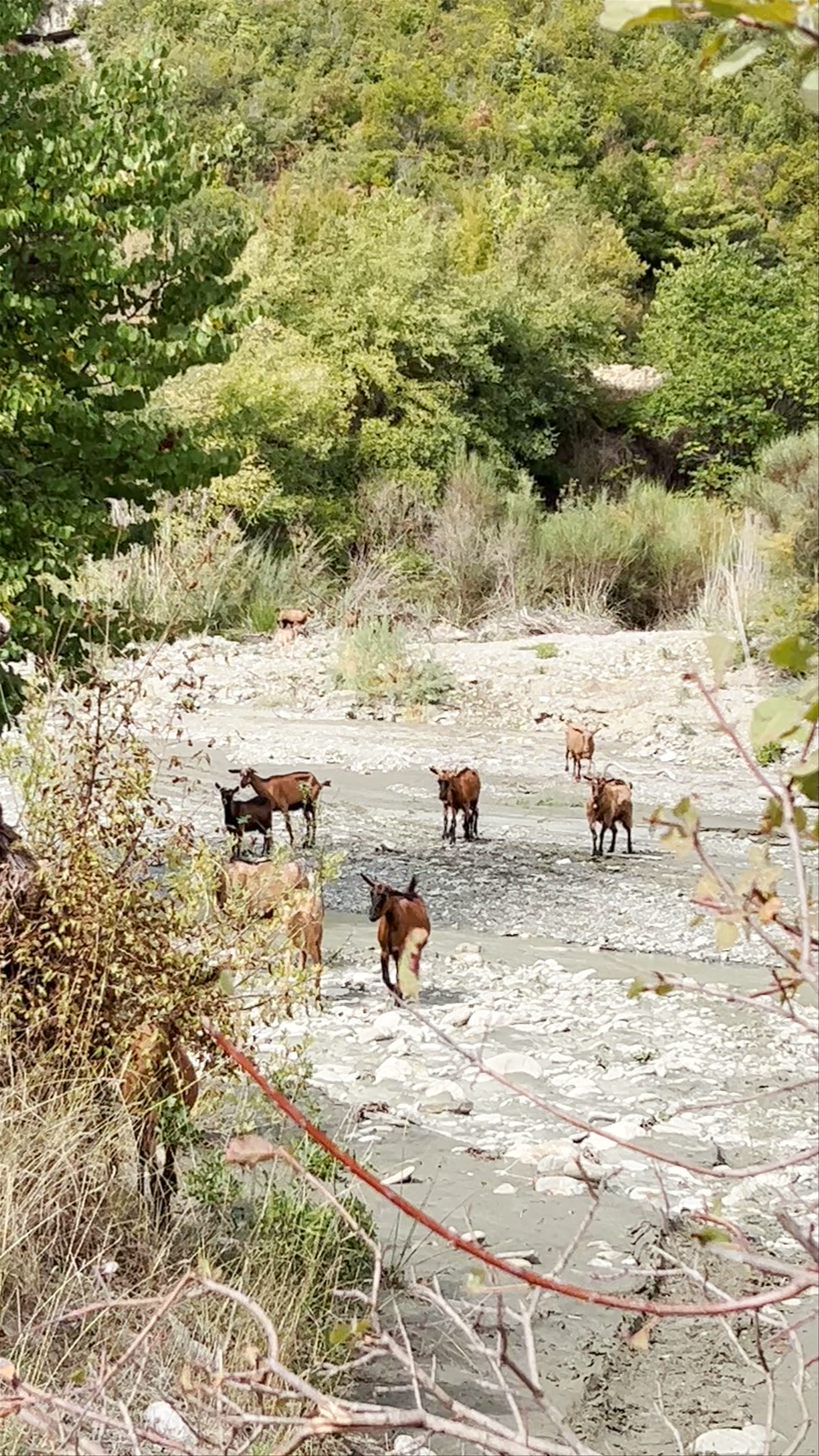 Wild Goats at Roshnik River, Albania: A Peaceful Nature Encounter