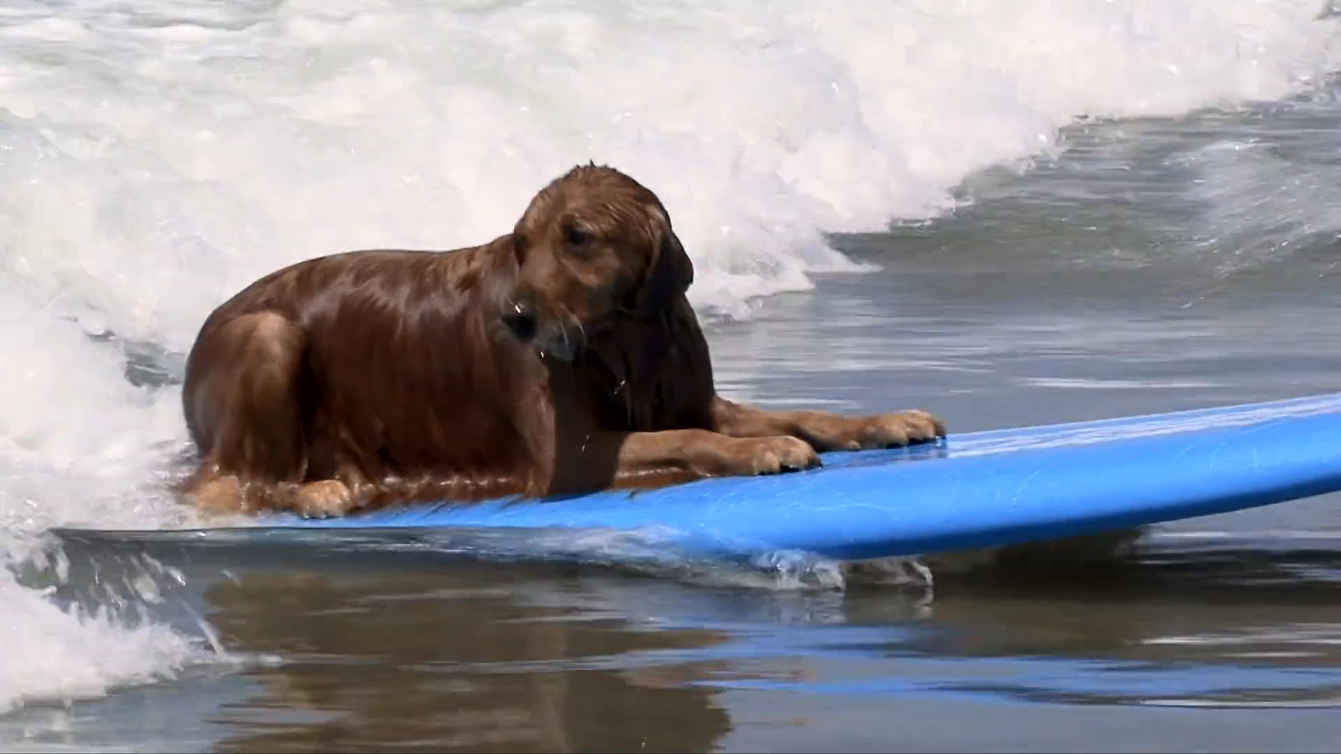 A golden retriever expertly balances on a blue surfboard while riding waves in the ocean. After reaching the shore, the dog dismounts and navigates through the shallow water among other dogs.