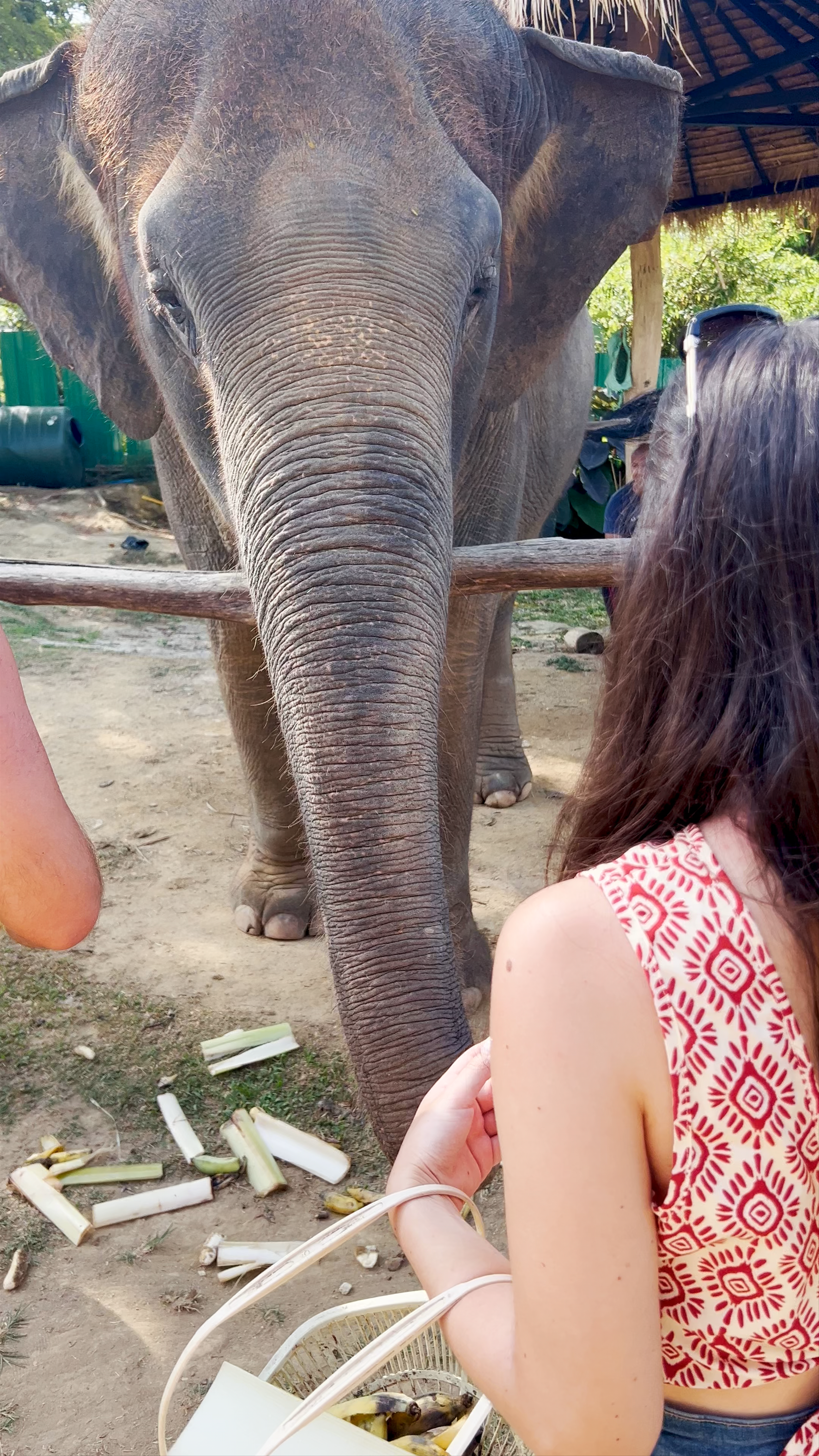 Elephant Sanctuary Experience at Klongjak Waterfall, Ko Lanta Yai