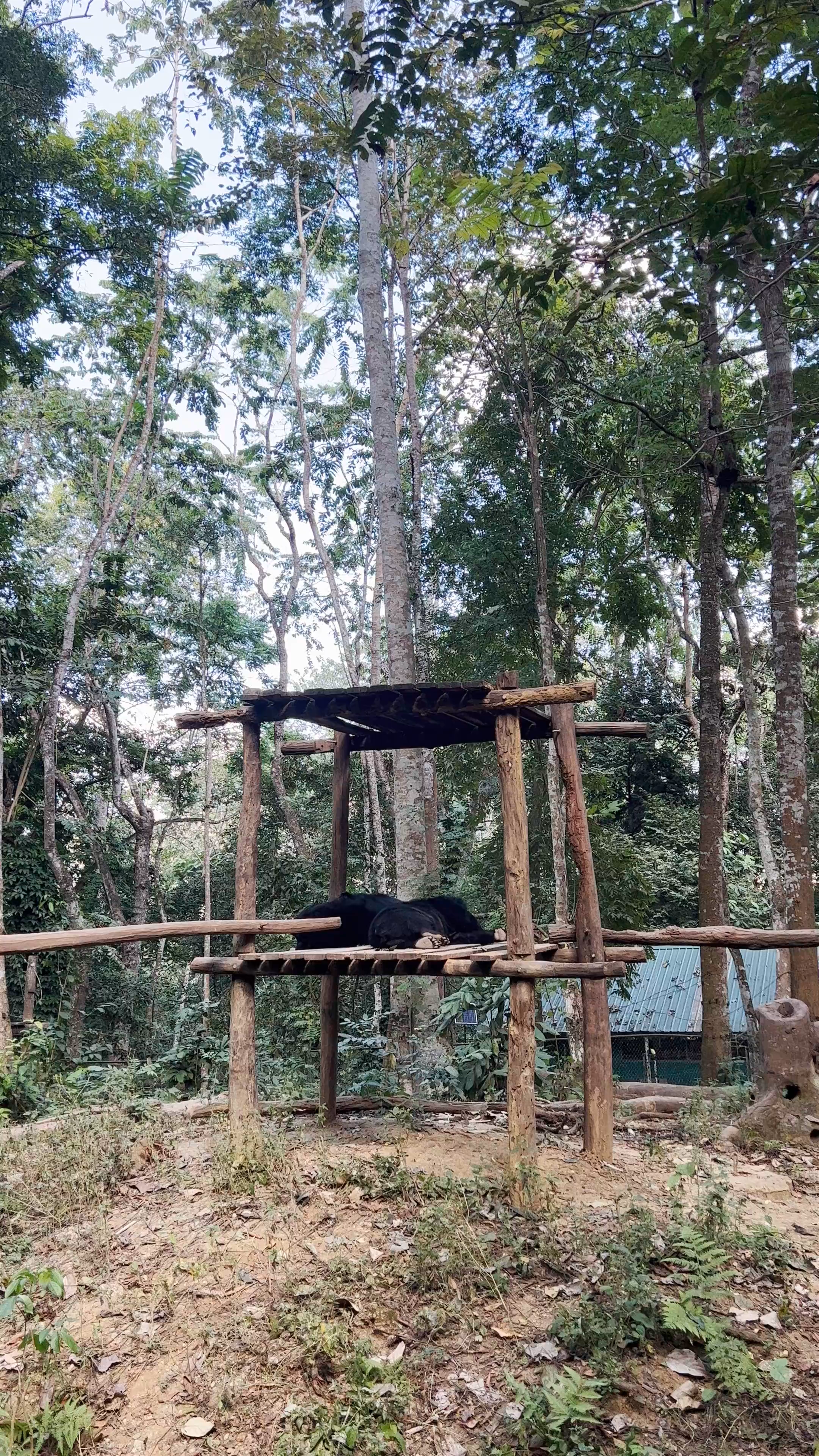Tat Kuang Si Bear Rescue Centre