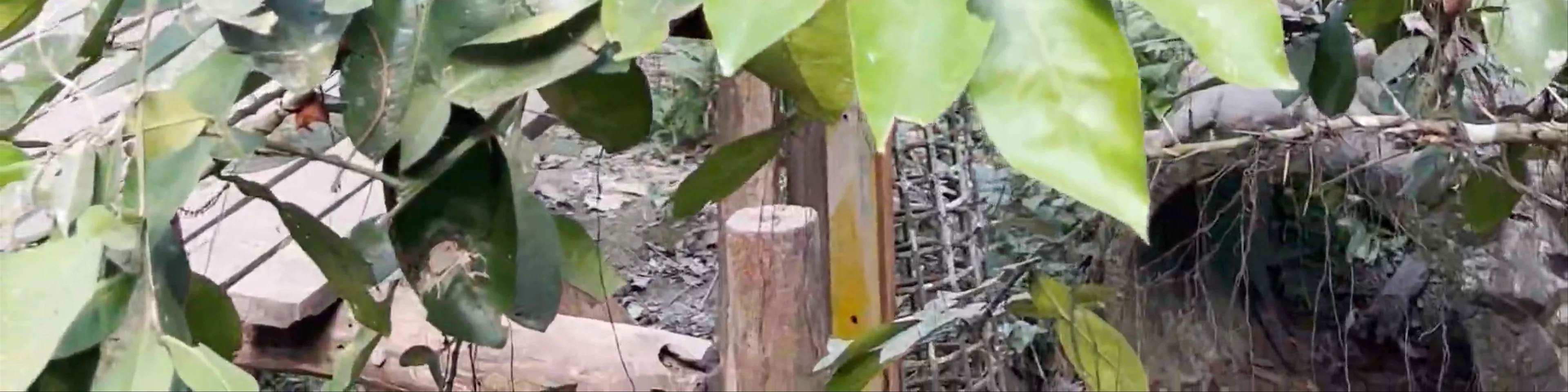 Tat Kuang Si Bear Rescue Centre