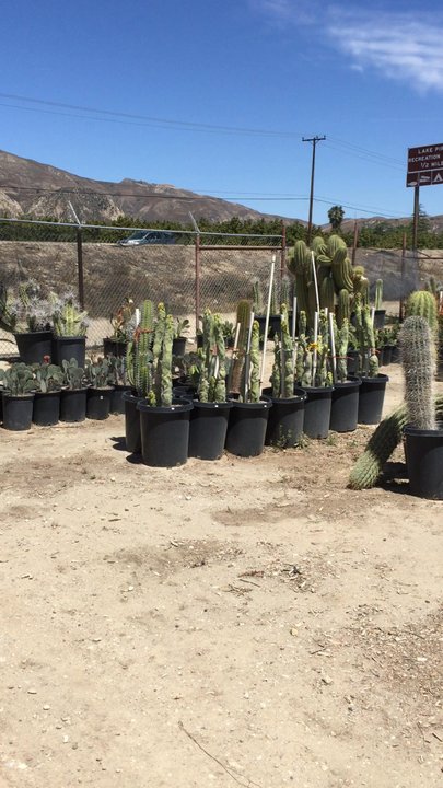 Sal’s Cactus Mart - Nurseries & Gardening Near Me - Fillmore, California