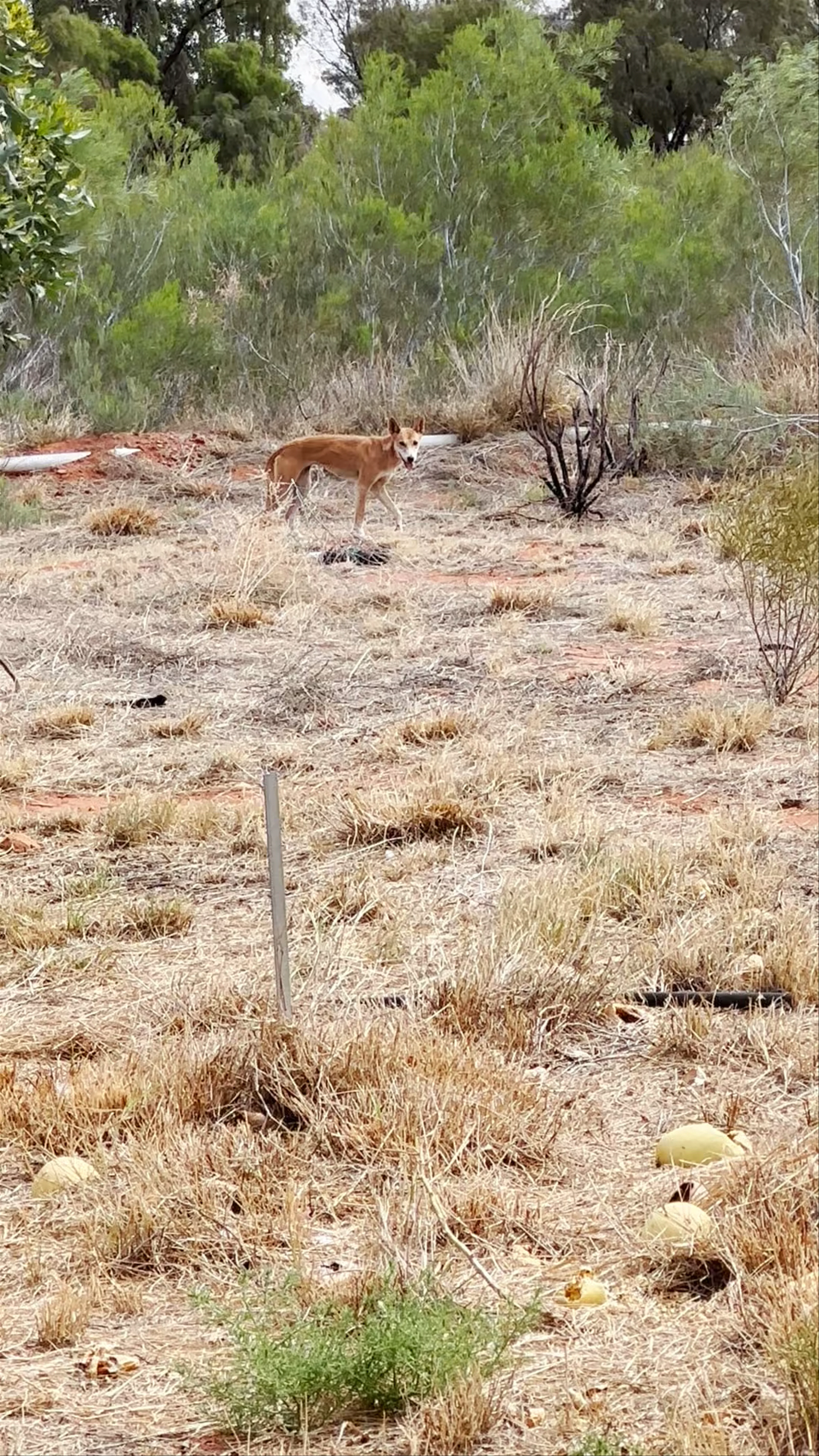 Kings Creek Station, Luritja Road